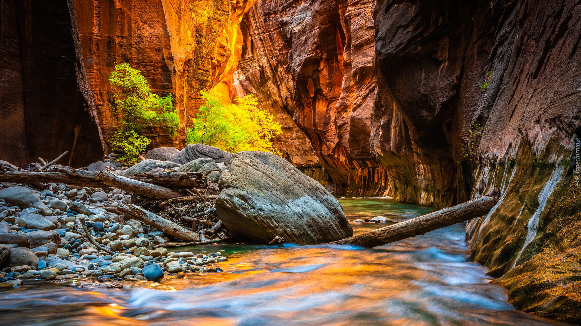 Park Narodowy Zion, Kanion Zion Narrows, Skały, Kamienie, Rzeka Virgin River, Drzewa, Stan Utah, Stany Zjednoczone