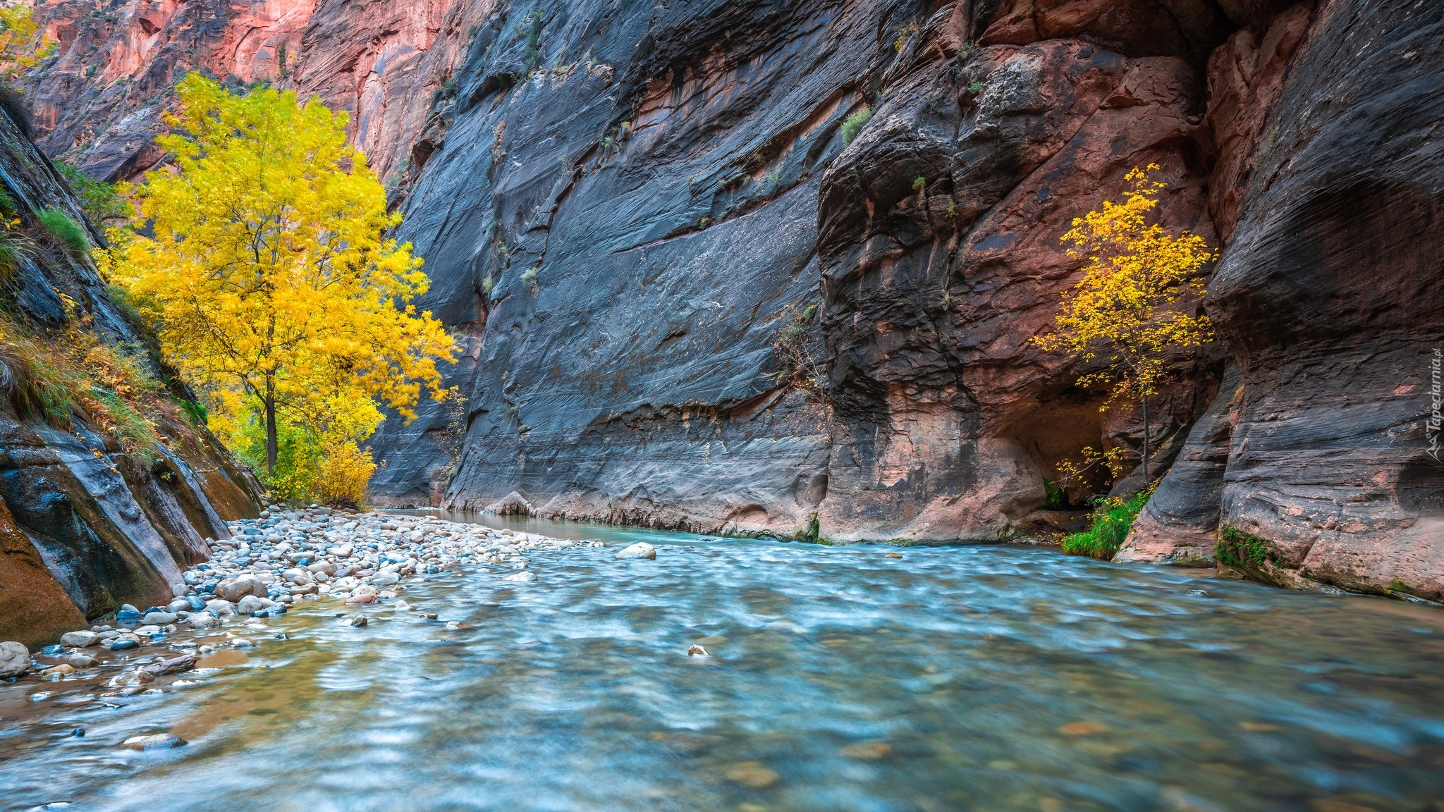 Stany Zjednoczone, Stan Utah, Park Narodowy Zion, Kanion Zion Narrows, Skały, Pożółkłe, Drzewa, Rzeka Virgin River