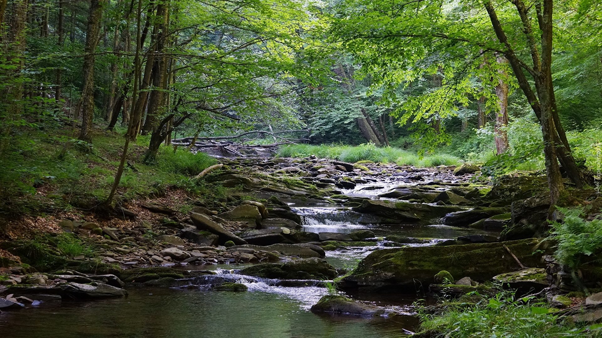 Stany Zjednoczone, Stan Wirginia Zachodnia, Rzeka, Obszar Monongahela National Forest, Las, Drzewa, Omszałe, Kamienie, Roślinność