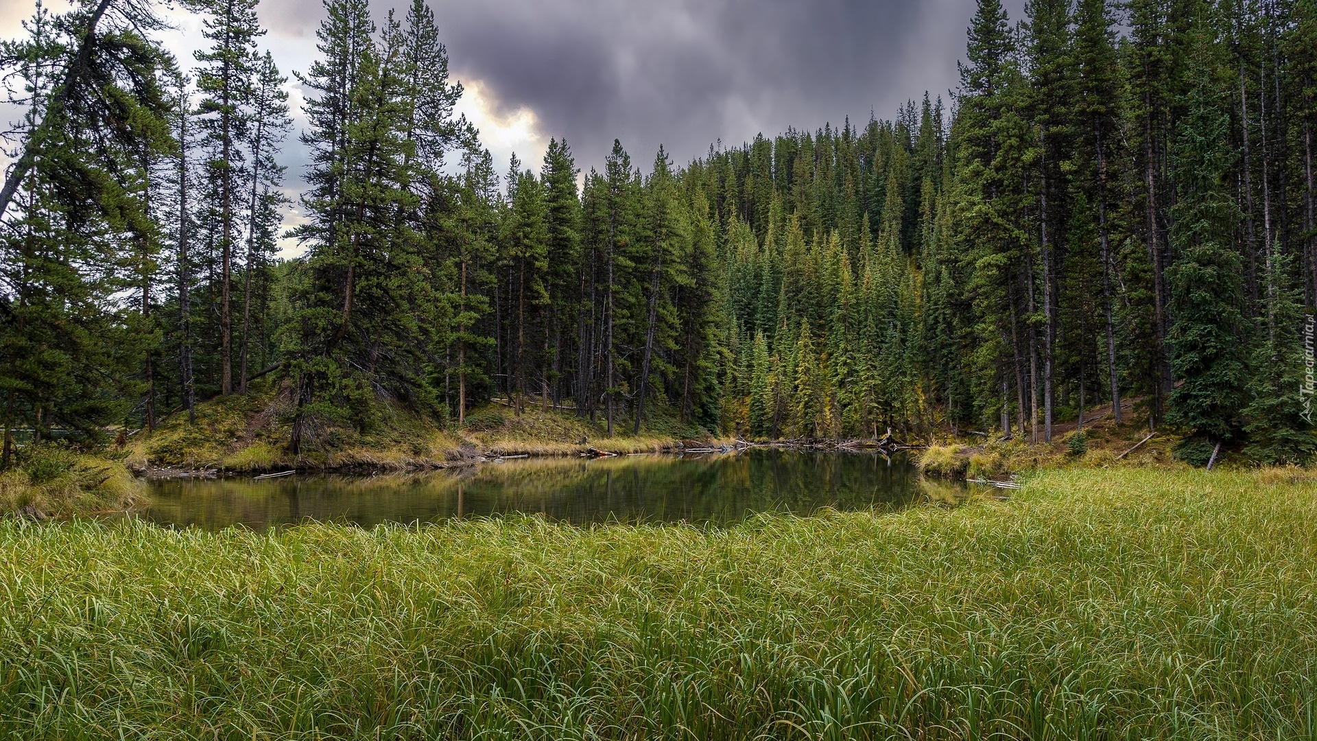 Las, Świerki, Rzeka, Trawa, Park Narodowy, Jasper, Alberta, Kanada