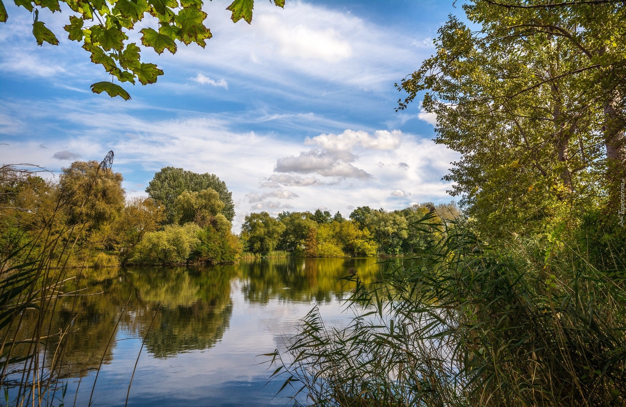 Anglia, Hrabstwo North Yorkshire, Rzeka, Drzewa, Trzciny