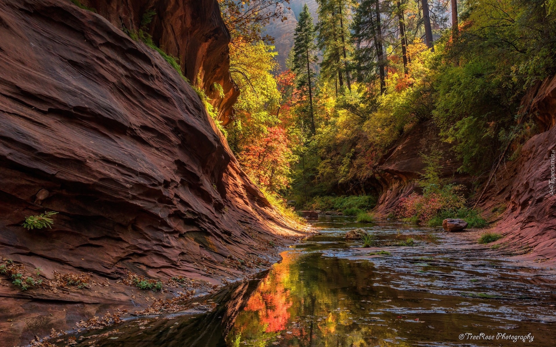 West Fork Oak Creek, Sedona, Arizona, Stany Zjednoczone, Jesień, Drzewa, Rzeka, Skały