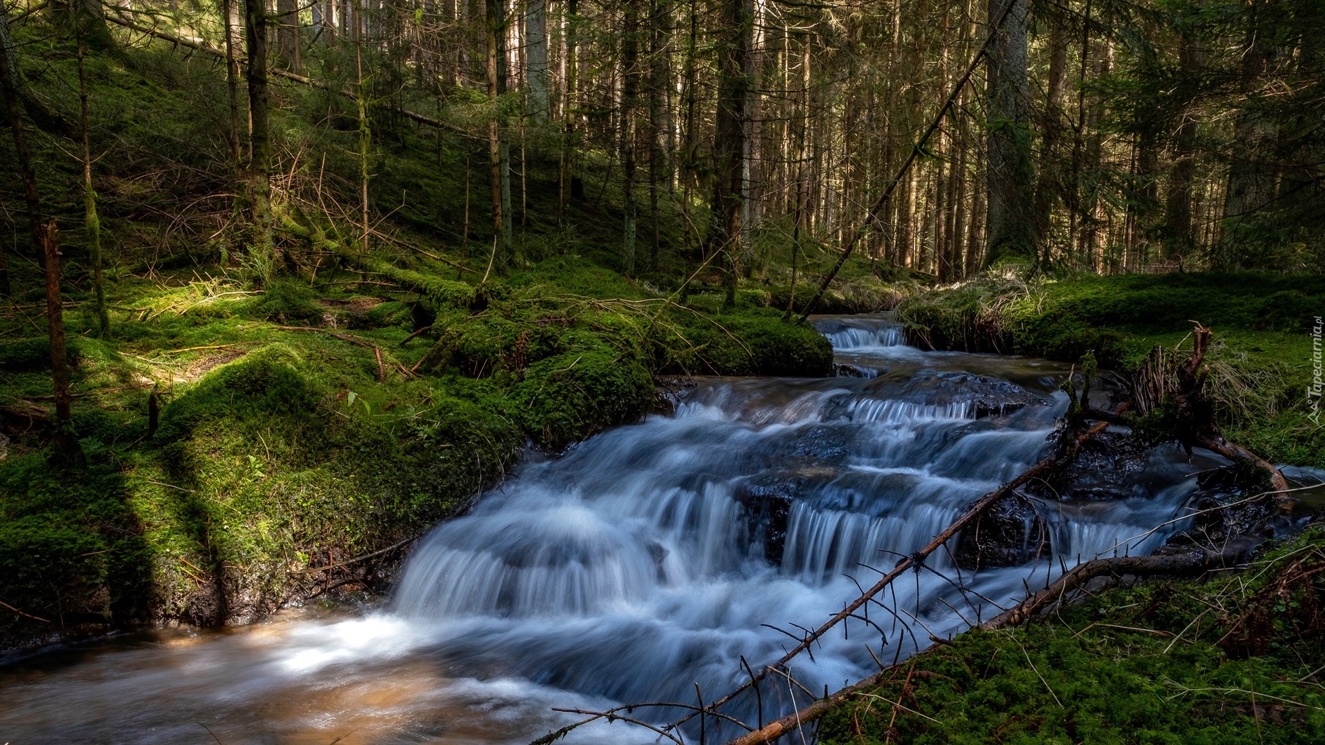 Las, Rzeka Waldnaab, Drzewa, Niemcy