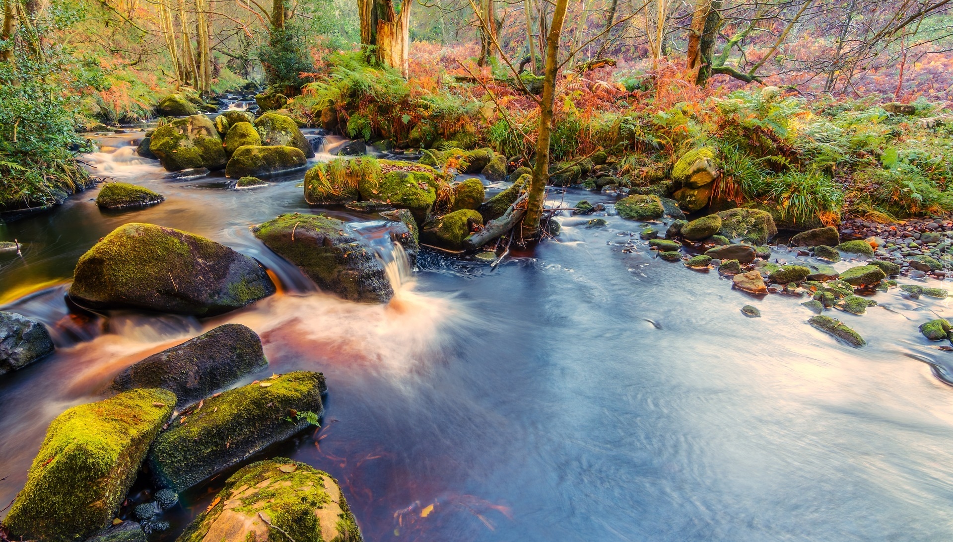 Anglia, Park Narodowy Yorkshire Dales, Opactwo Bolton Abbey, Las Valley of Desolation, Rzeka Wharfe, Drzewa, Omszałe, Kamienie