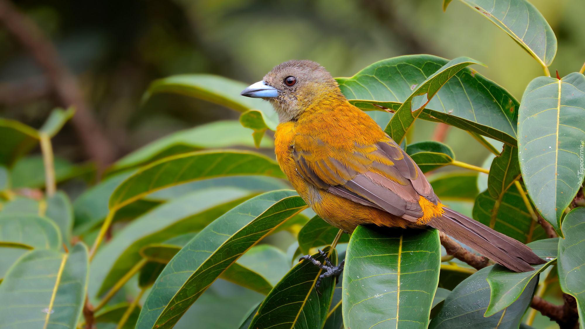Ptak, Tanager szkarłatny, Samica, Liściaste, Gałązki