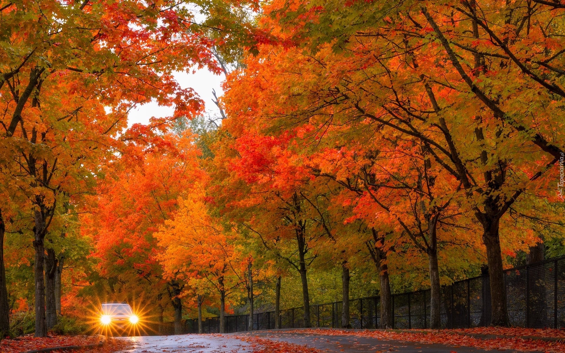 Jesień, Droga, Drzewa, Czerwone, Pomarańczowe, Liście, Samochód, Ogrodzenie