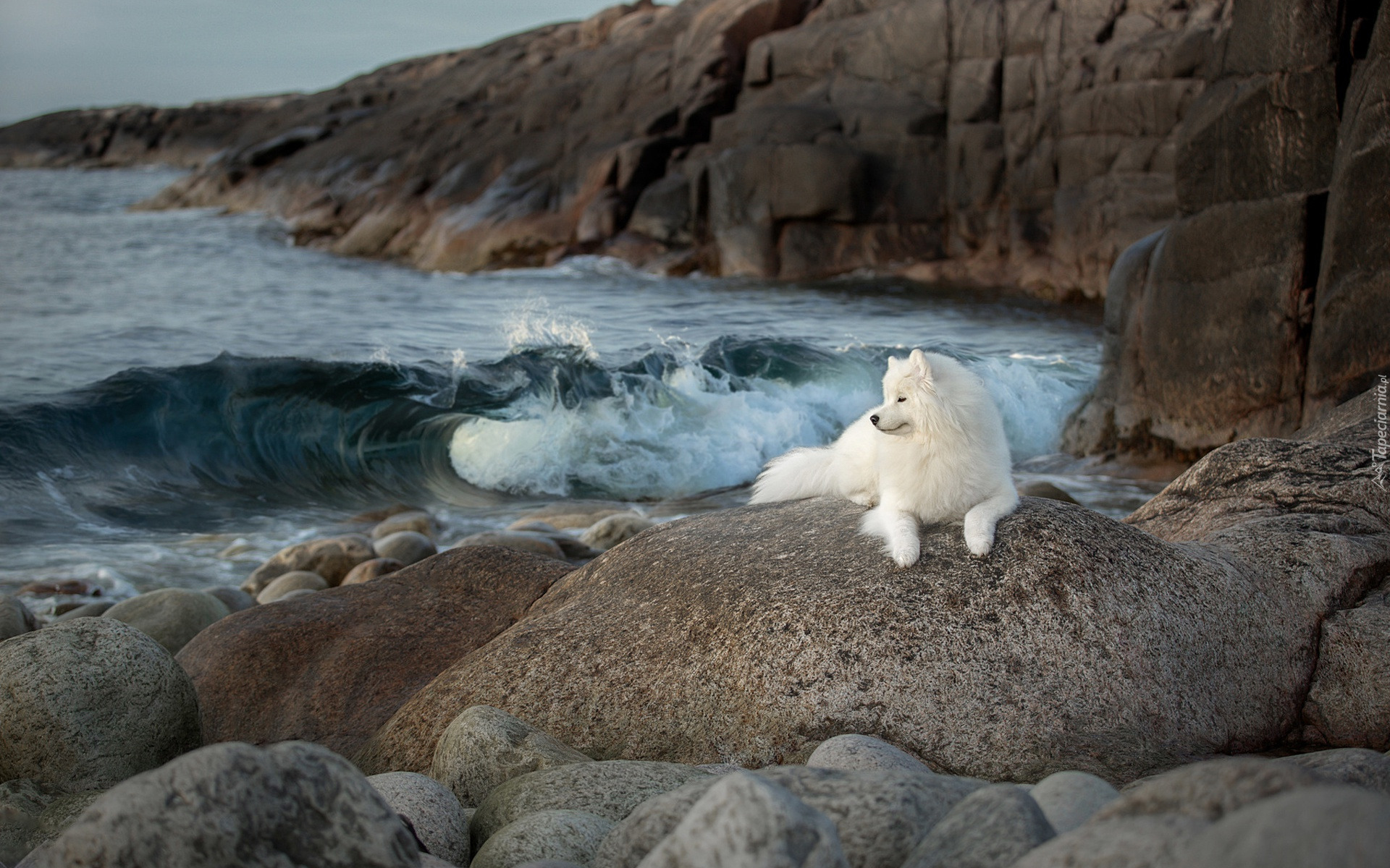 Morze, Kamienie, Skały, Pies, Samojed