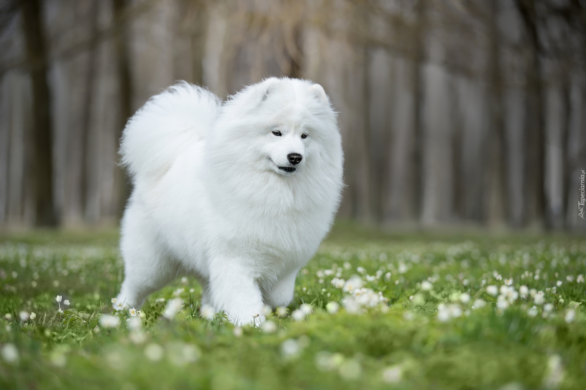 Pies, Samojed, Łąka