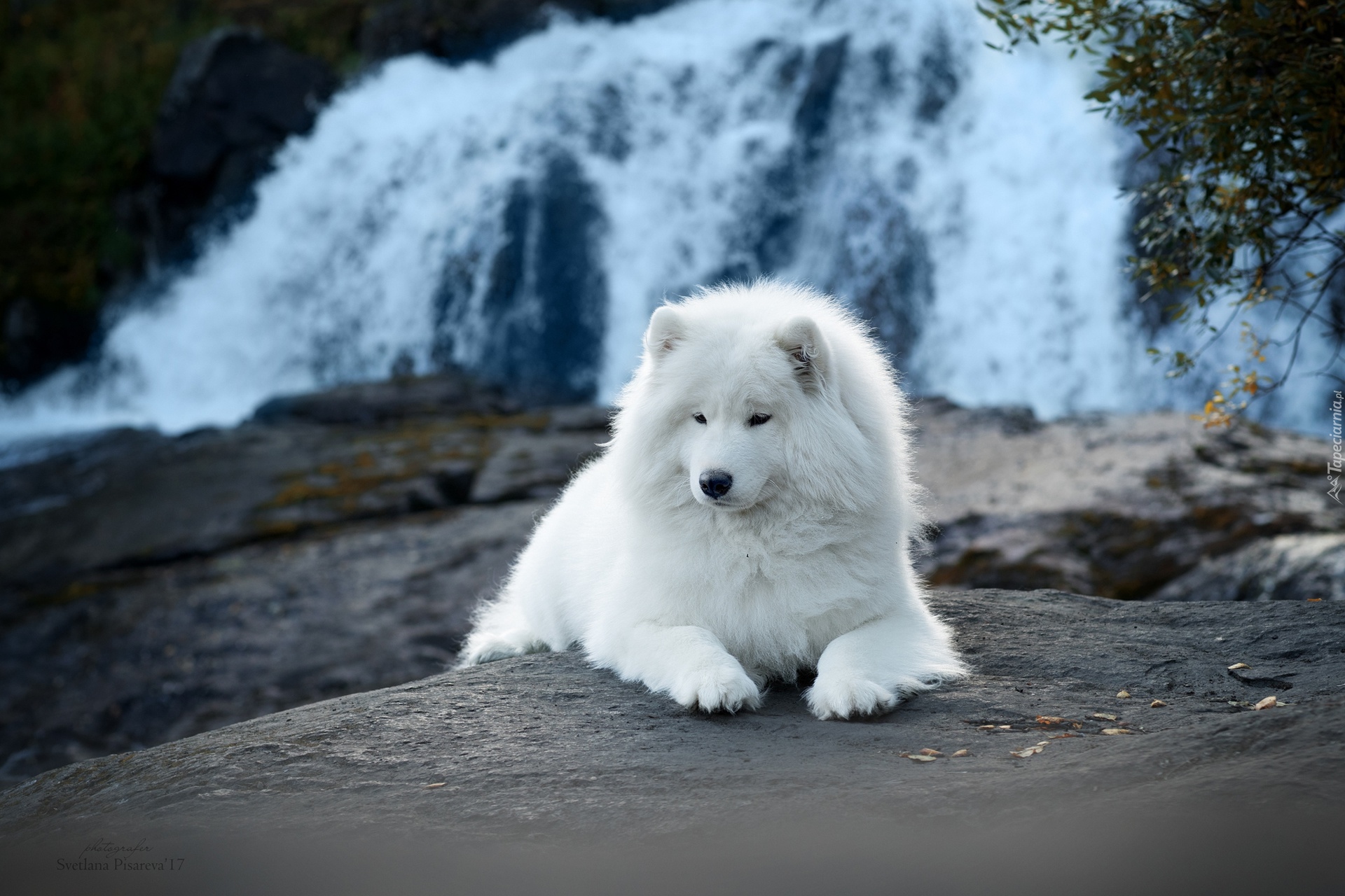 Biały, Pies, Samojed, Wodospad