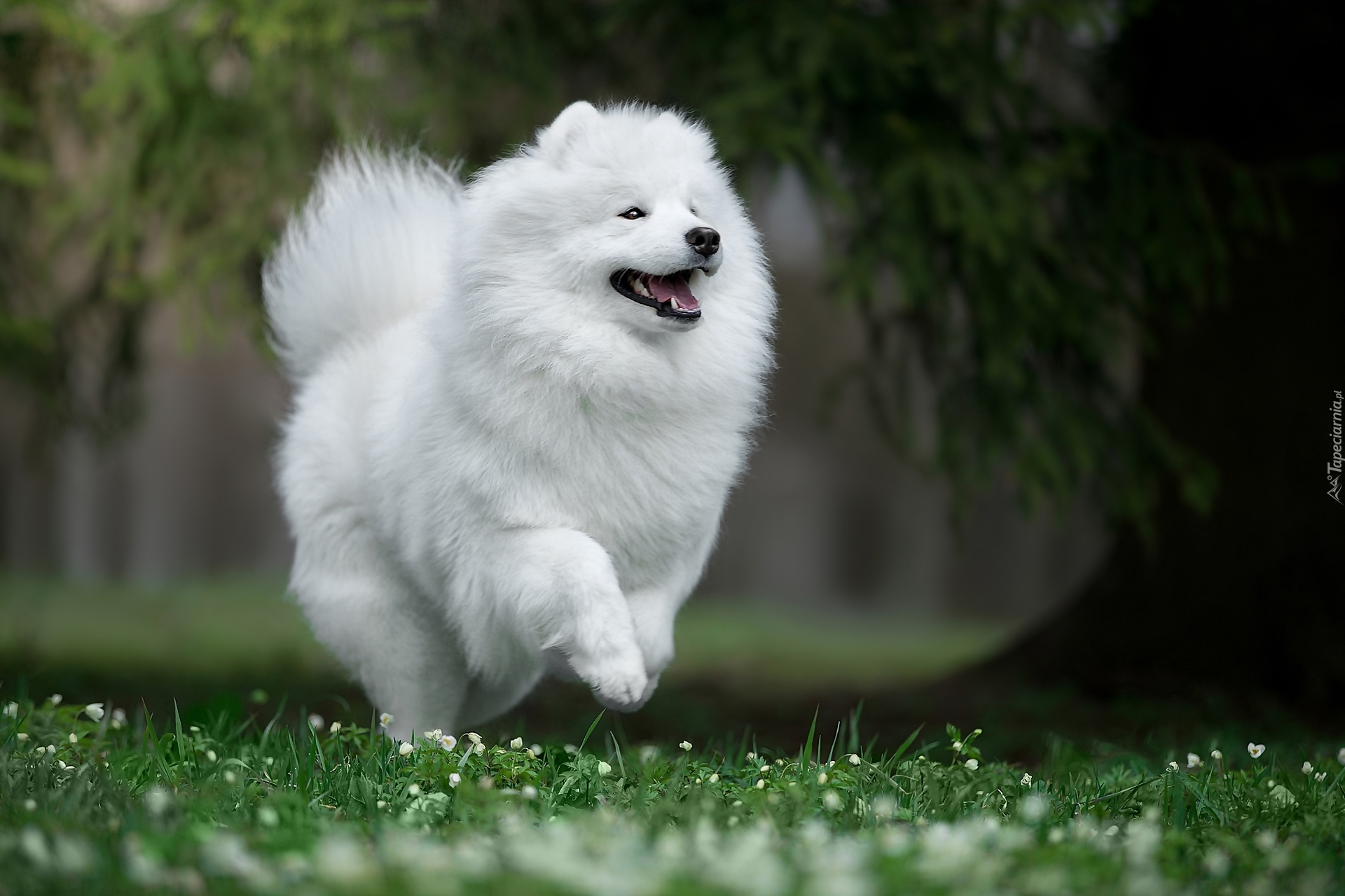 Biały, Biegnący, Samojed, Trawa, Kwiatki