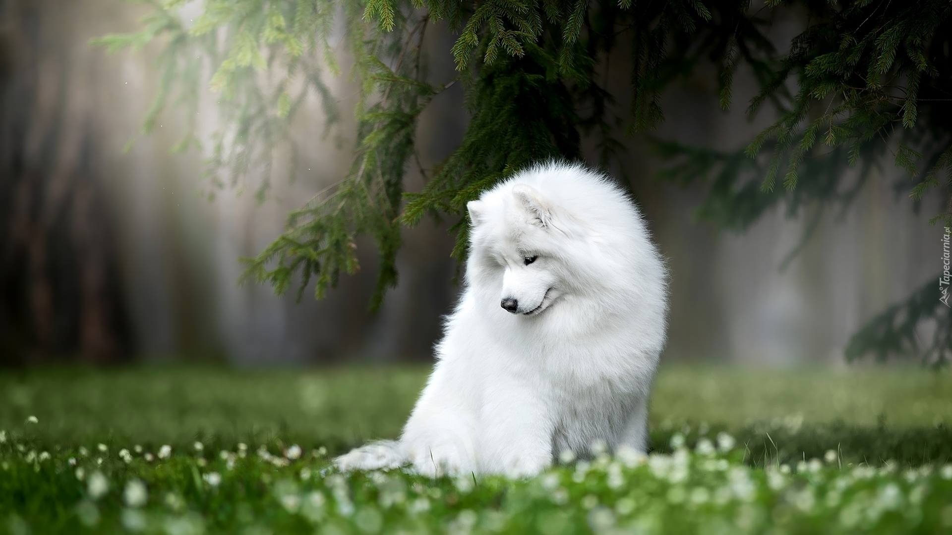 Pies, Samojed, Gałęzie, Trawa