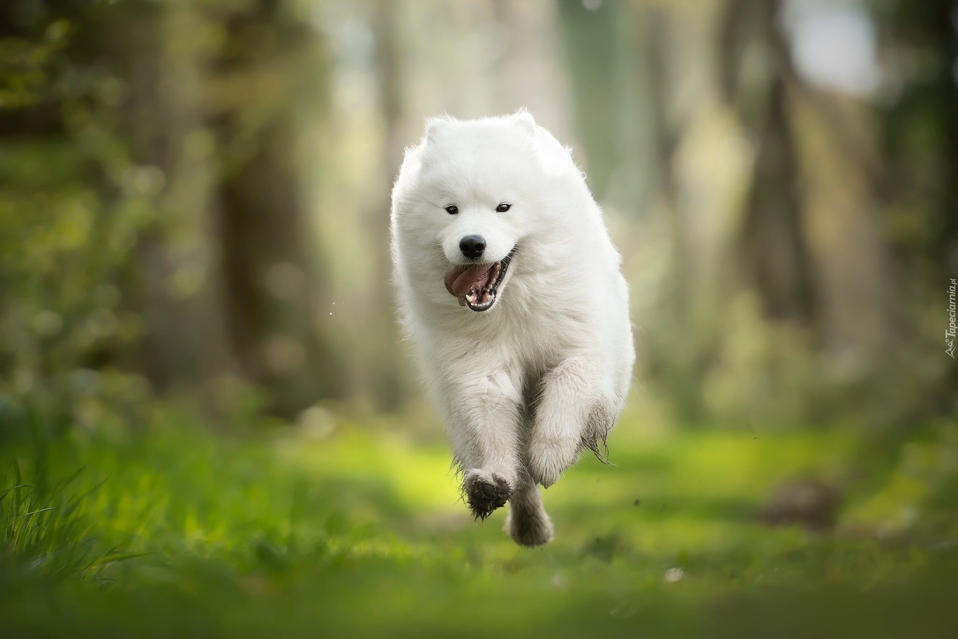 Biały, Pies, Samojed