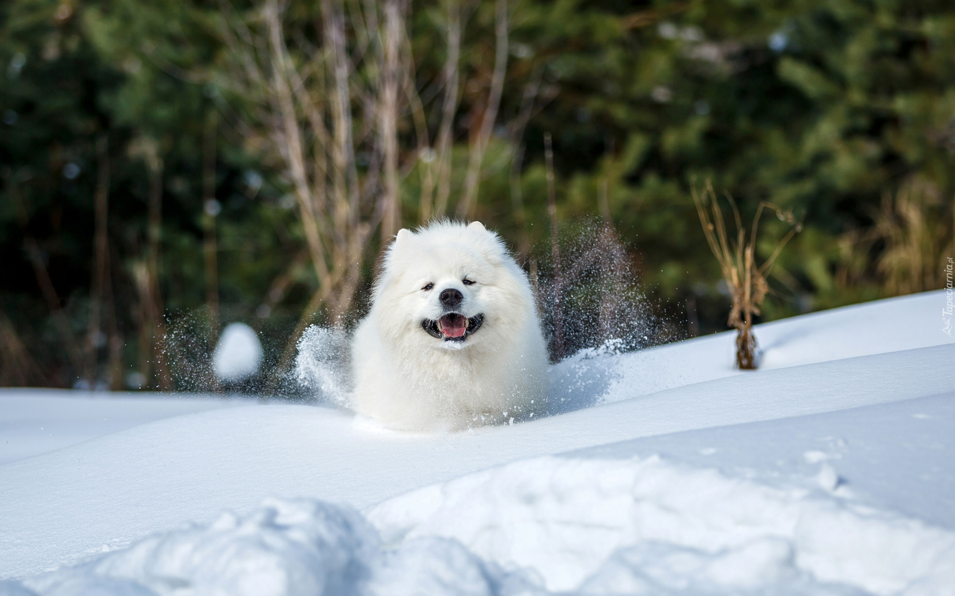 Biały, Pies, Samojed, Śnieg