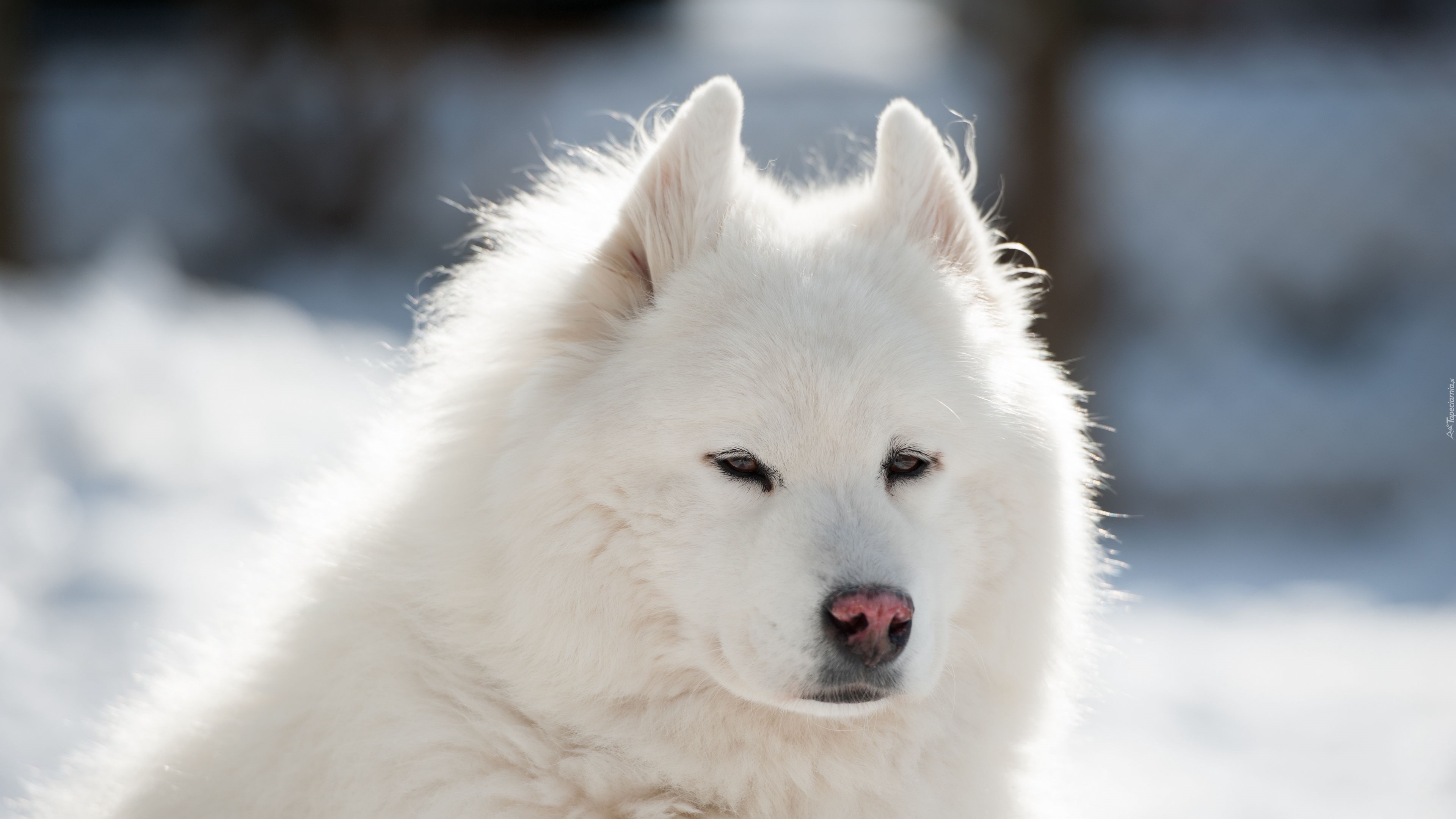 Samojed, Pies, Puszysty, Biały