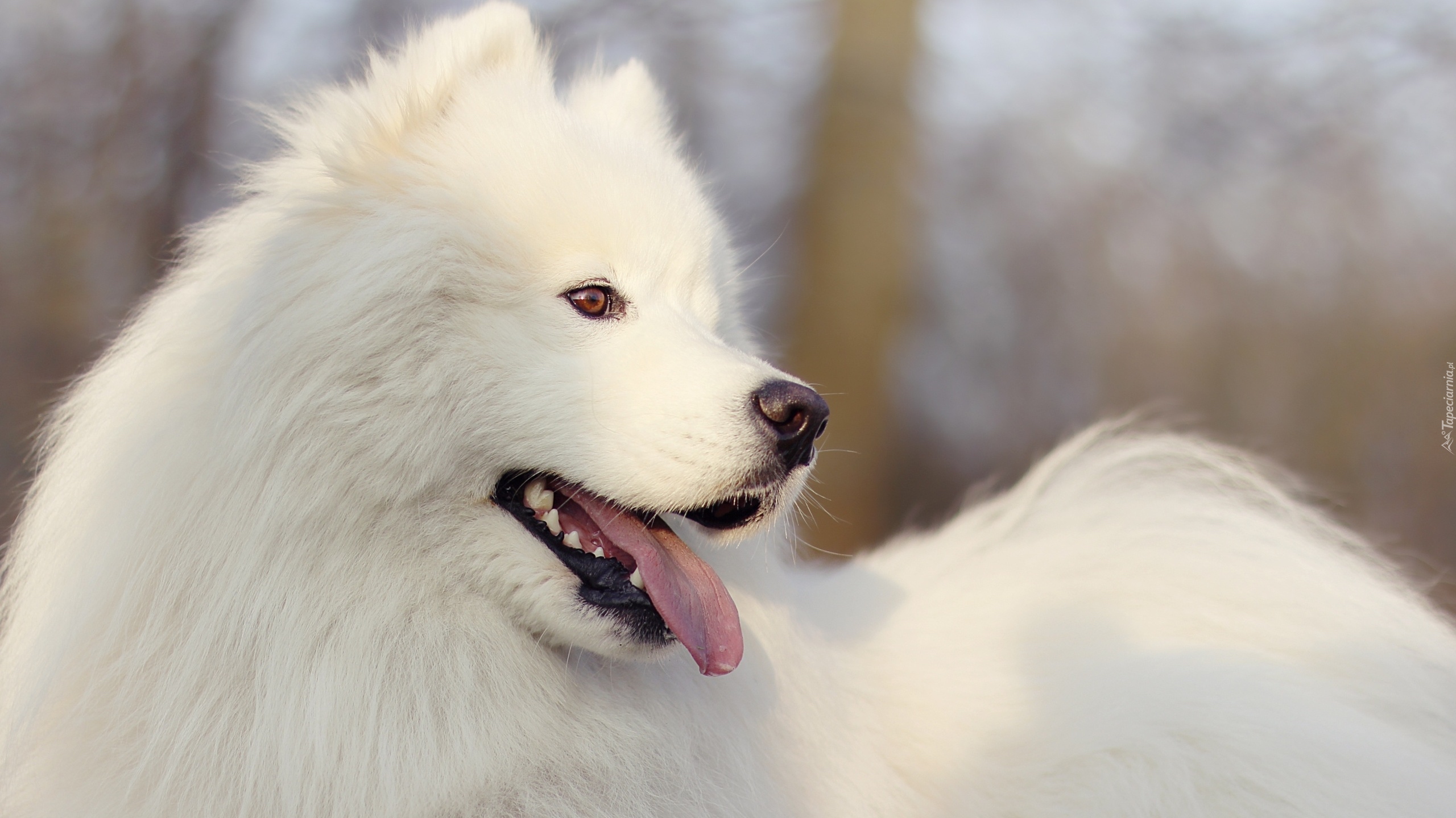 Pies, Biały, Samojed