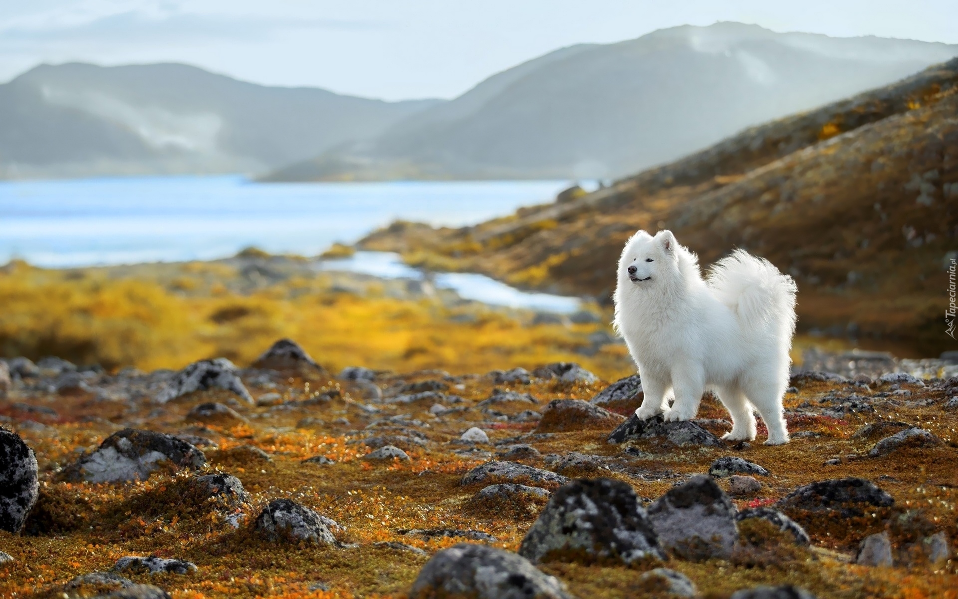 Biały, Pies, Samojed, Góry, Jezioro, Kamienie