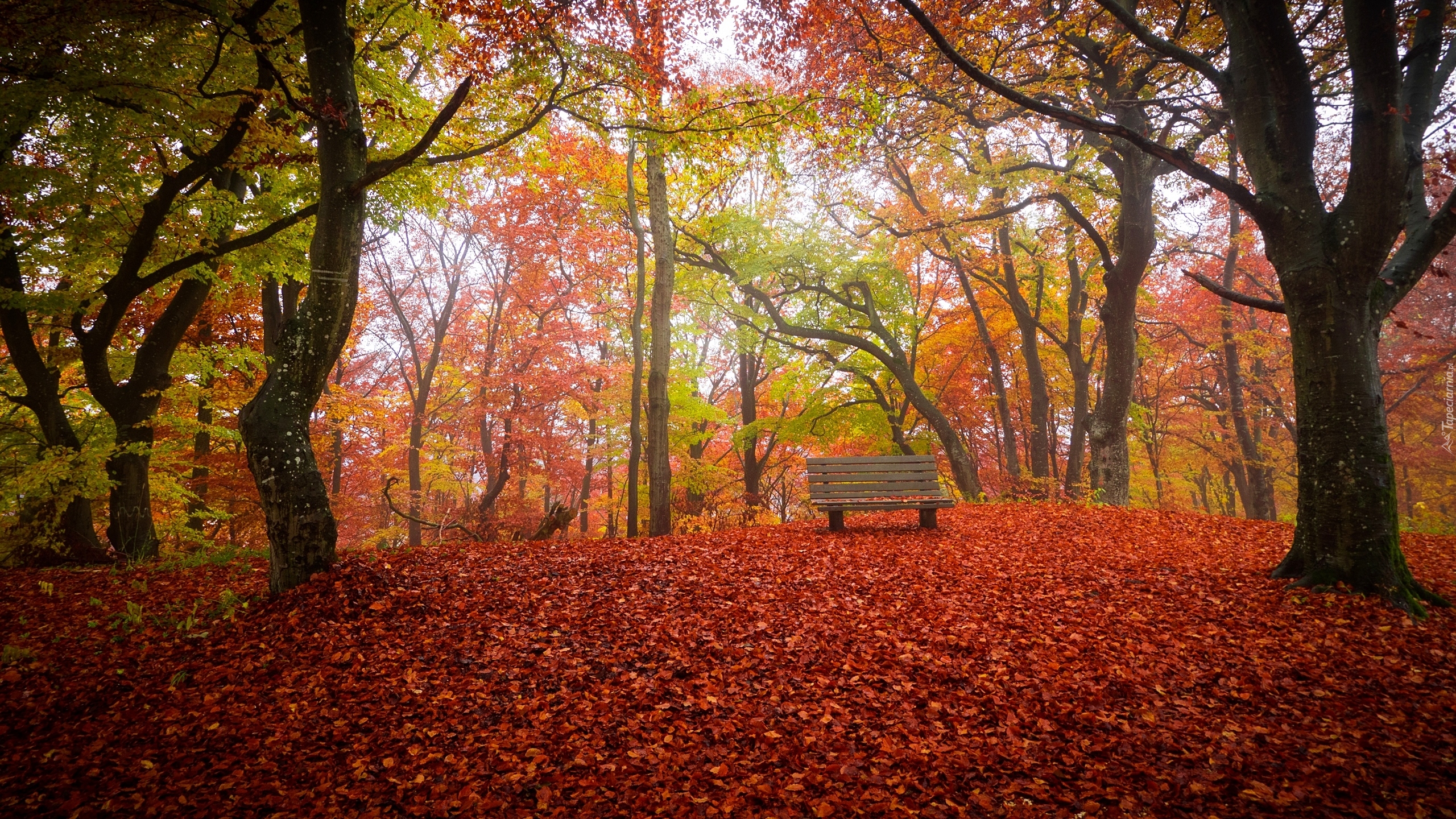 Park, Drzewa, Ławka, Jesień