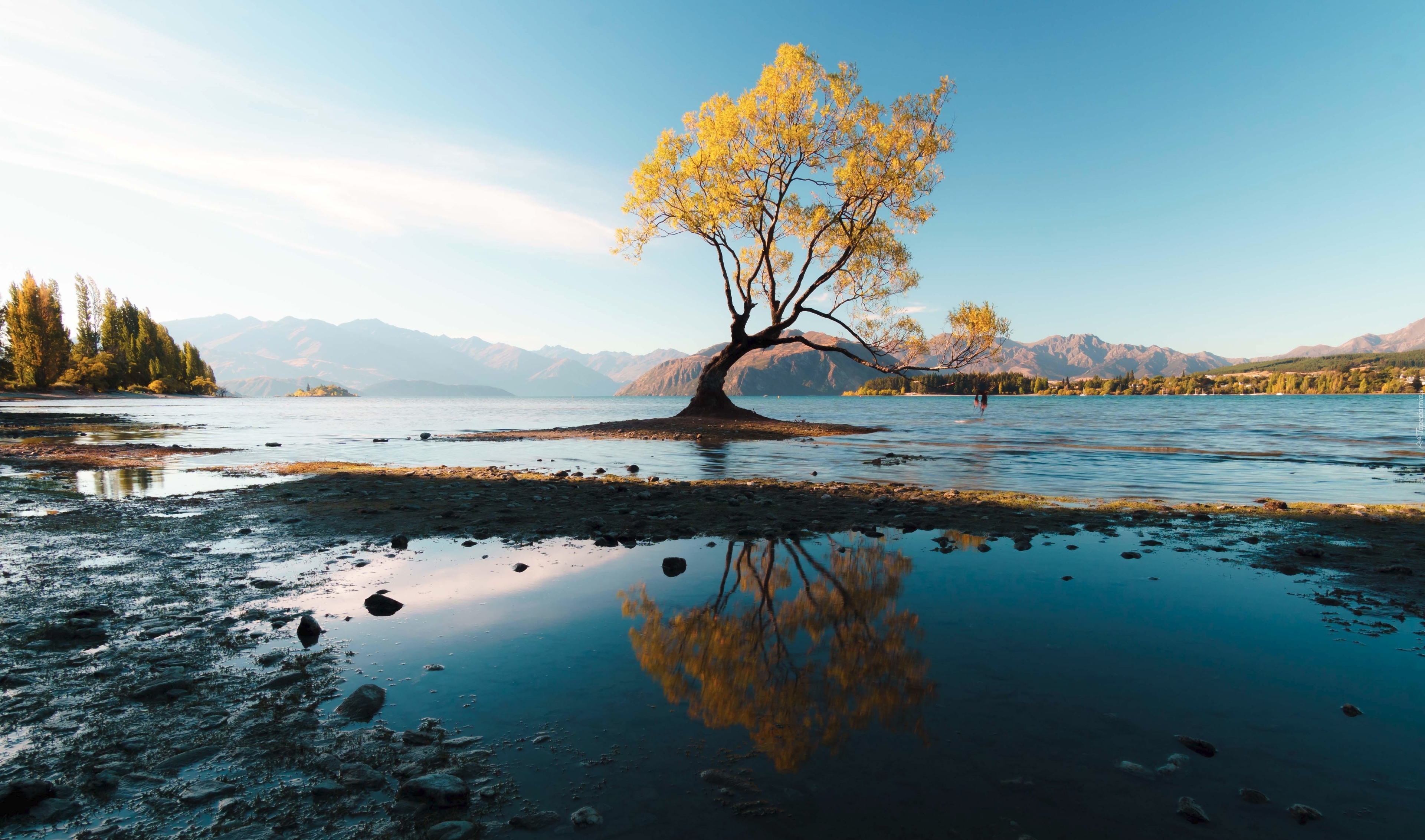 Nowa Zelandia, Góry, Jezioro Wanaka, Drzewo