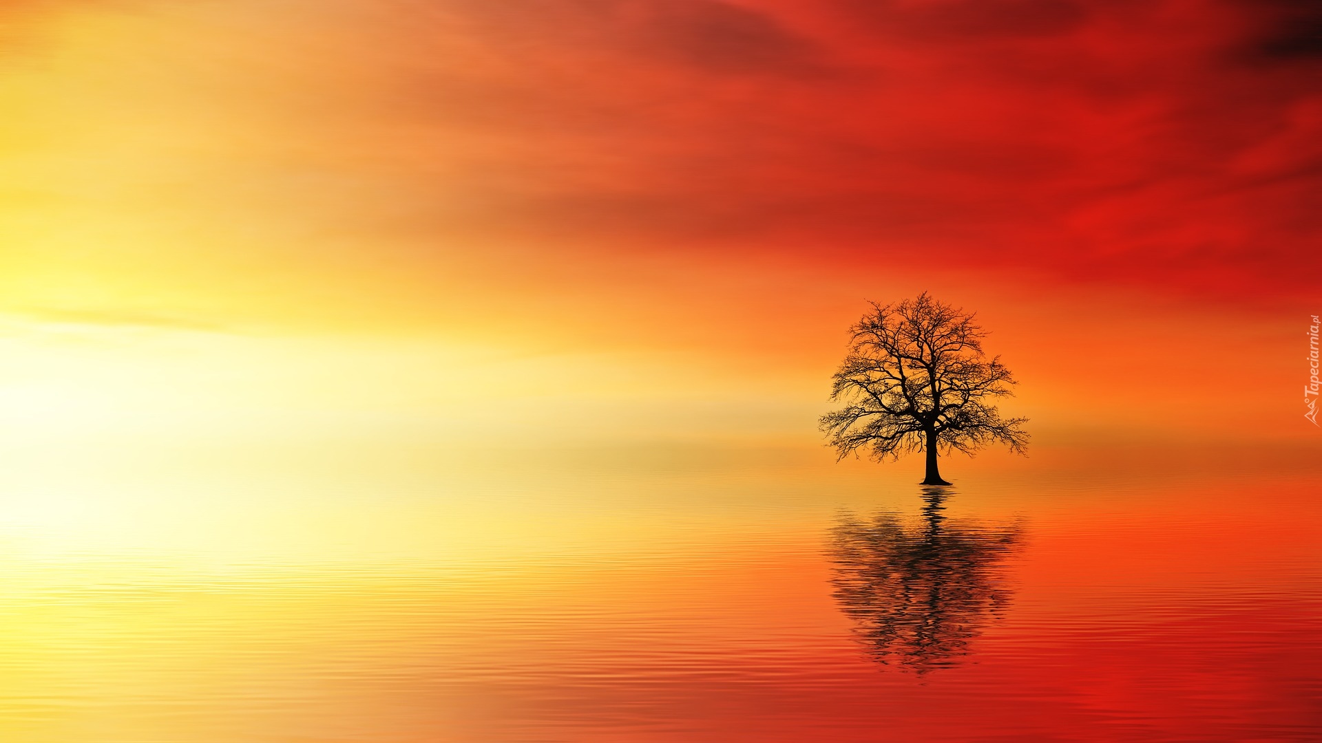Drzewo, Woda, Zachód słońca