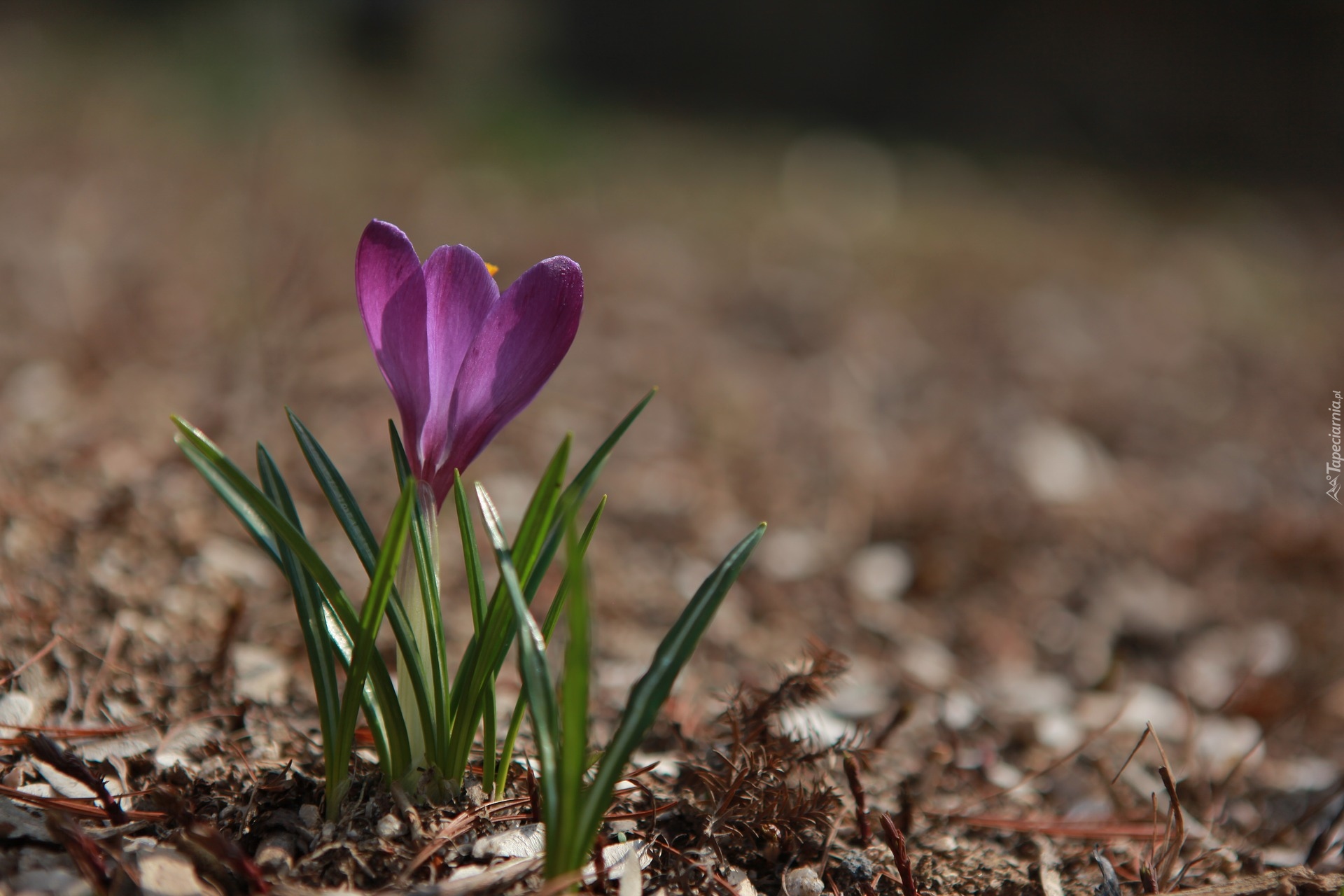 Krokus, Fioletowy, Rozmyte tło