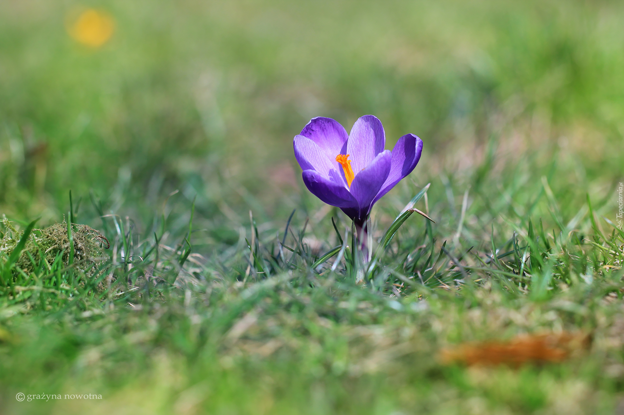 Liliowy, Krokus, Trawa