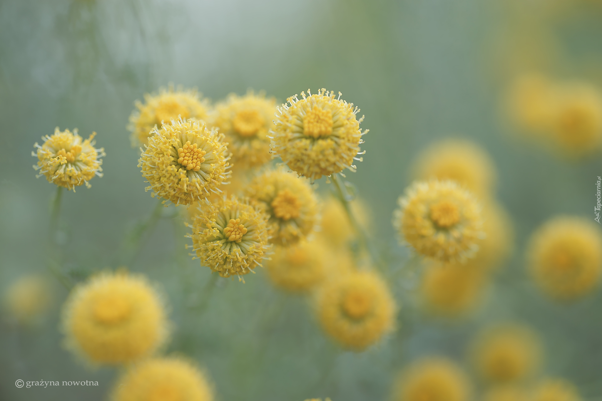 Santolina cyprysikowata, Żółte, Kwiaty, Zbliżenie