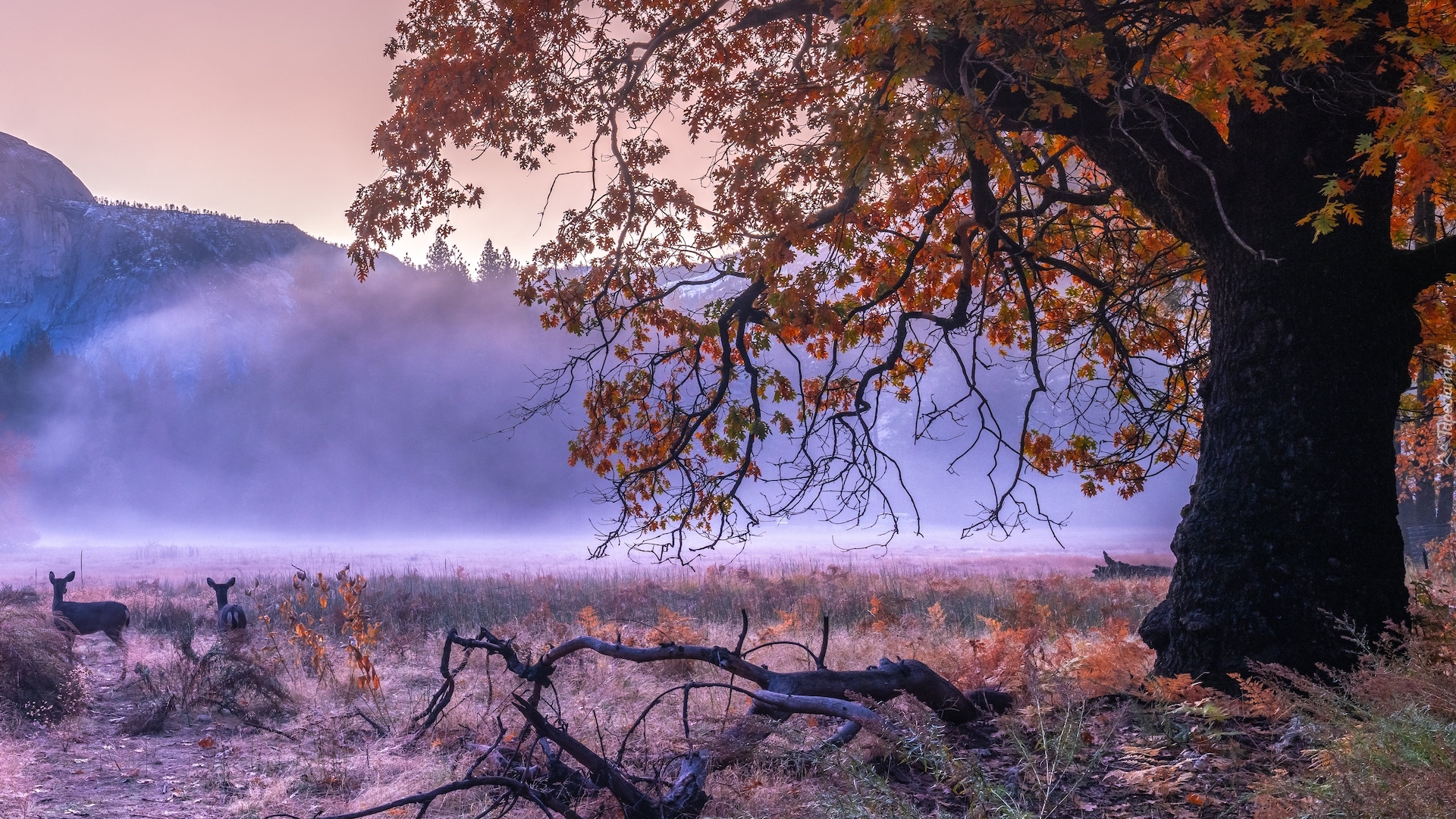 Stany Zjednoczone, Kalifornia, Park Narodowy Yosemite, Góry, Jesień, Mgła, Drzewa, Sarny, Konar