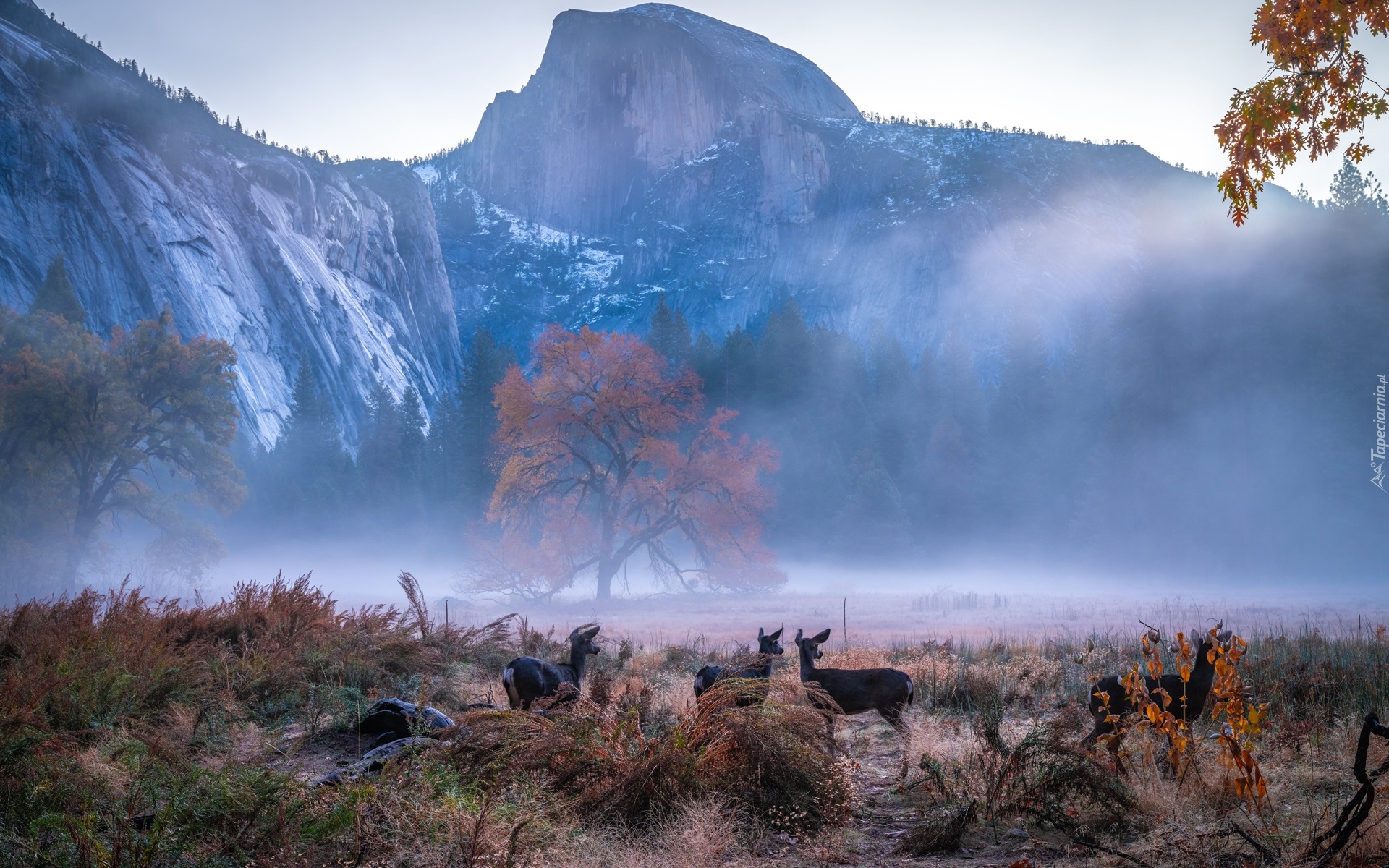 Stany Zjednoczone, Kalifornia, Park Narodowy Yosemite, Sarny, Góry, Jesień, Mgła, Drzewa