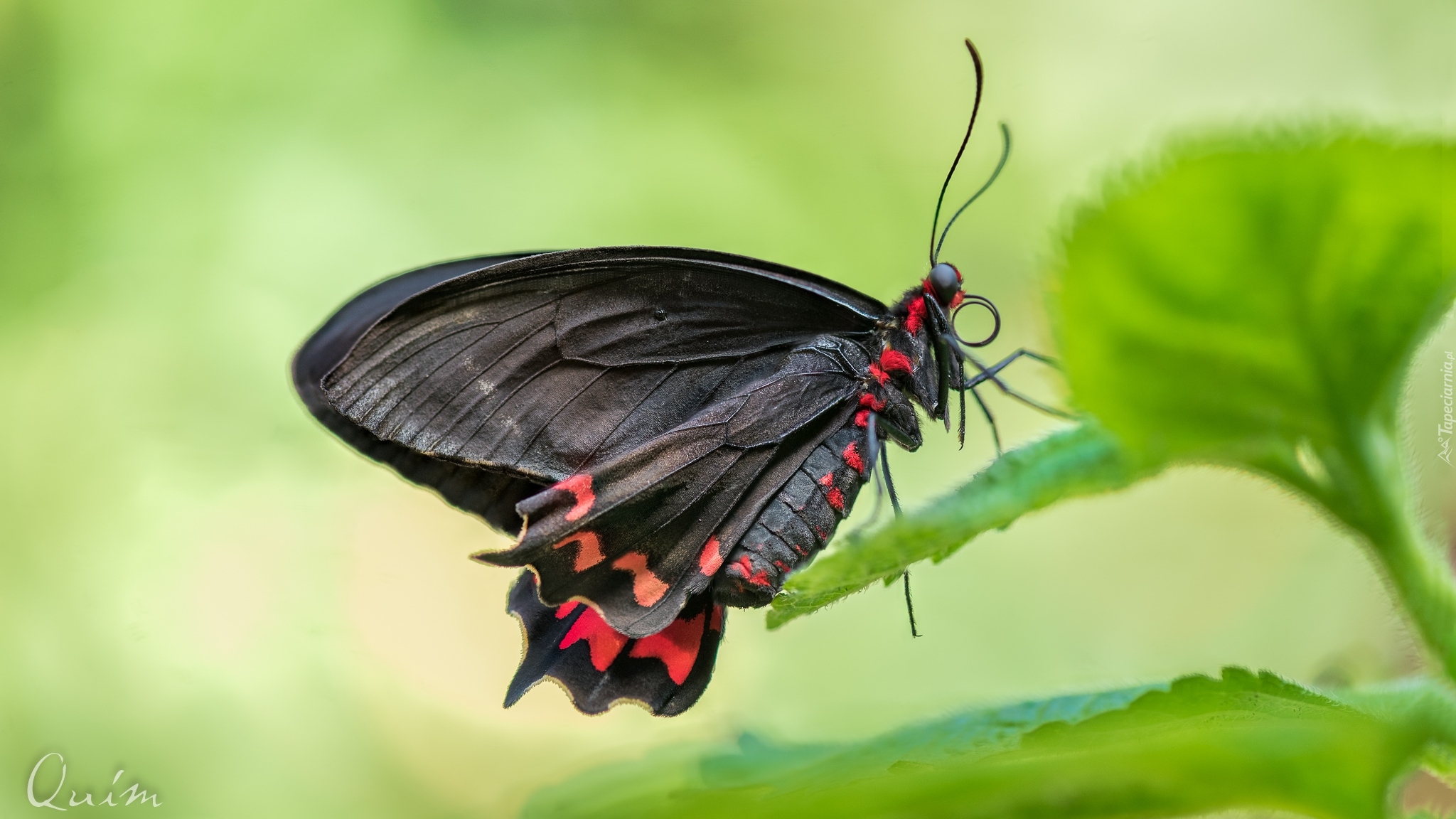 Czarny, Motyl, Scarlet mormon, Liść, Makro