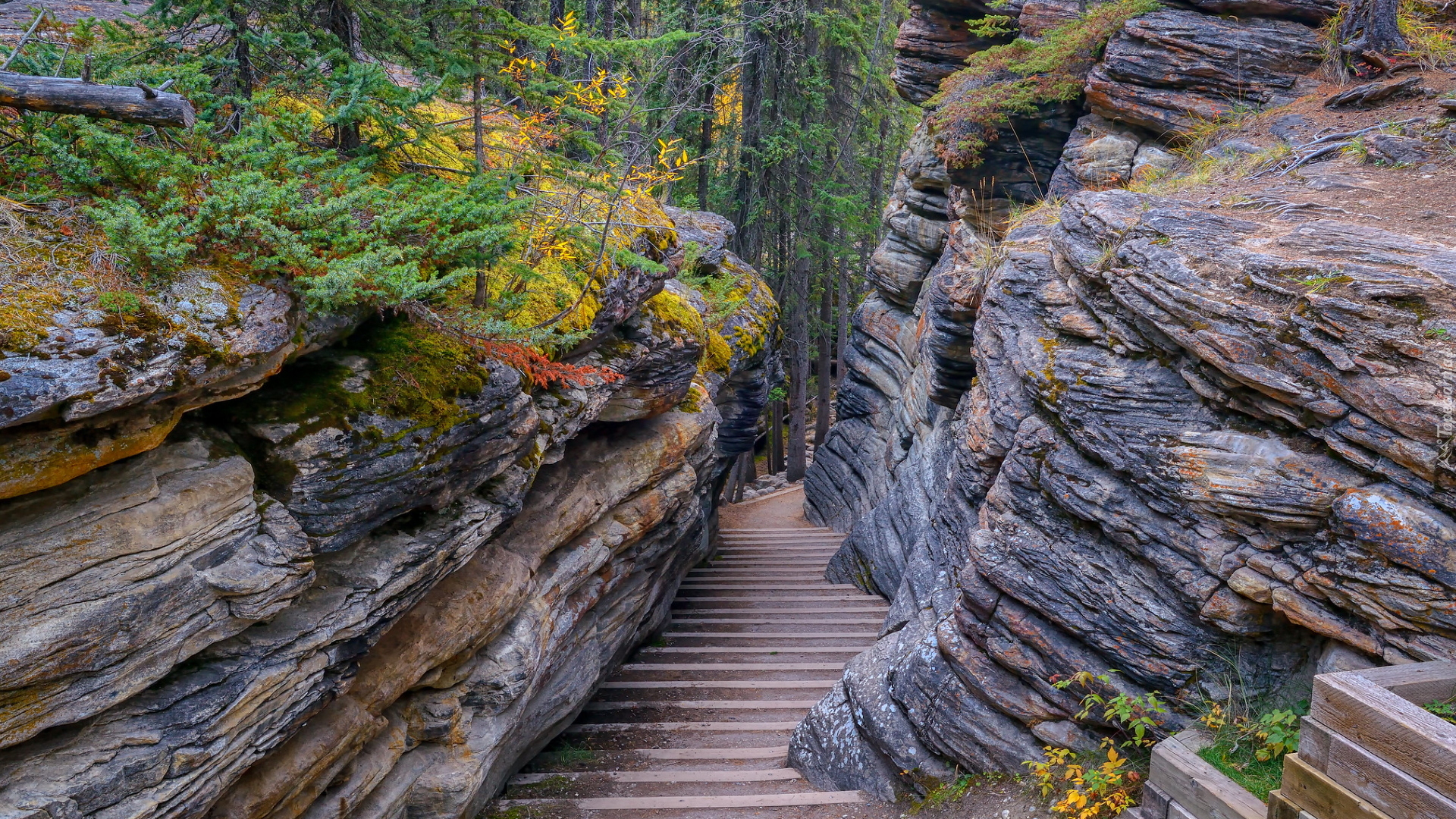 Skały, Schody, Drzewa, Las, Rośliny, Park Narodowy Jasper, Kanada