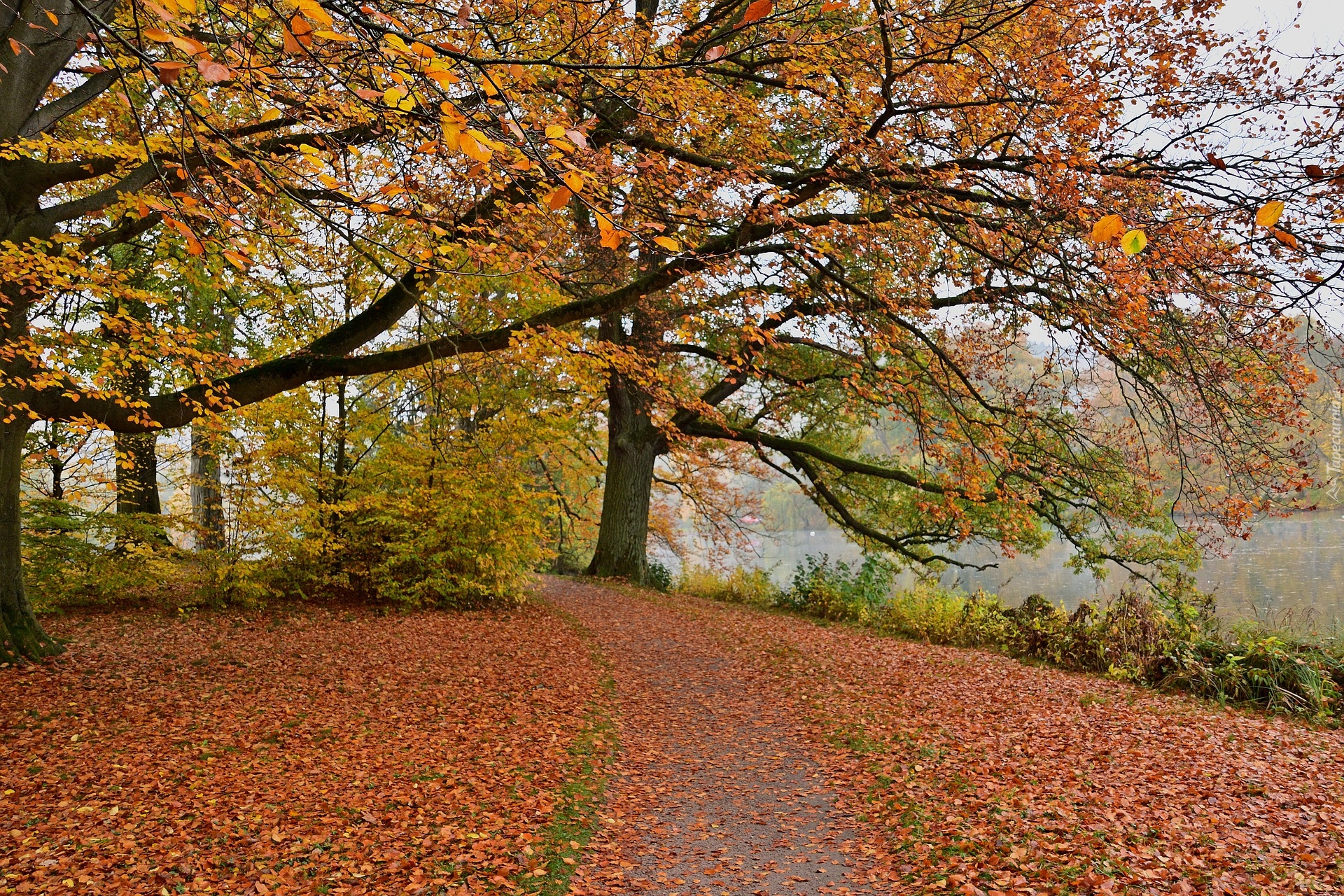 Jesień, Drzewa, Opadłe, Liście, Staw, Park