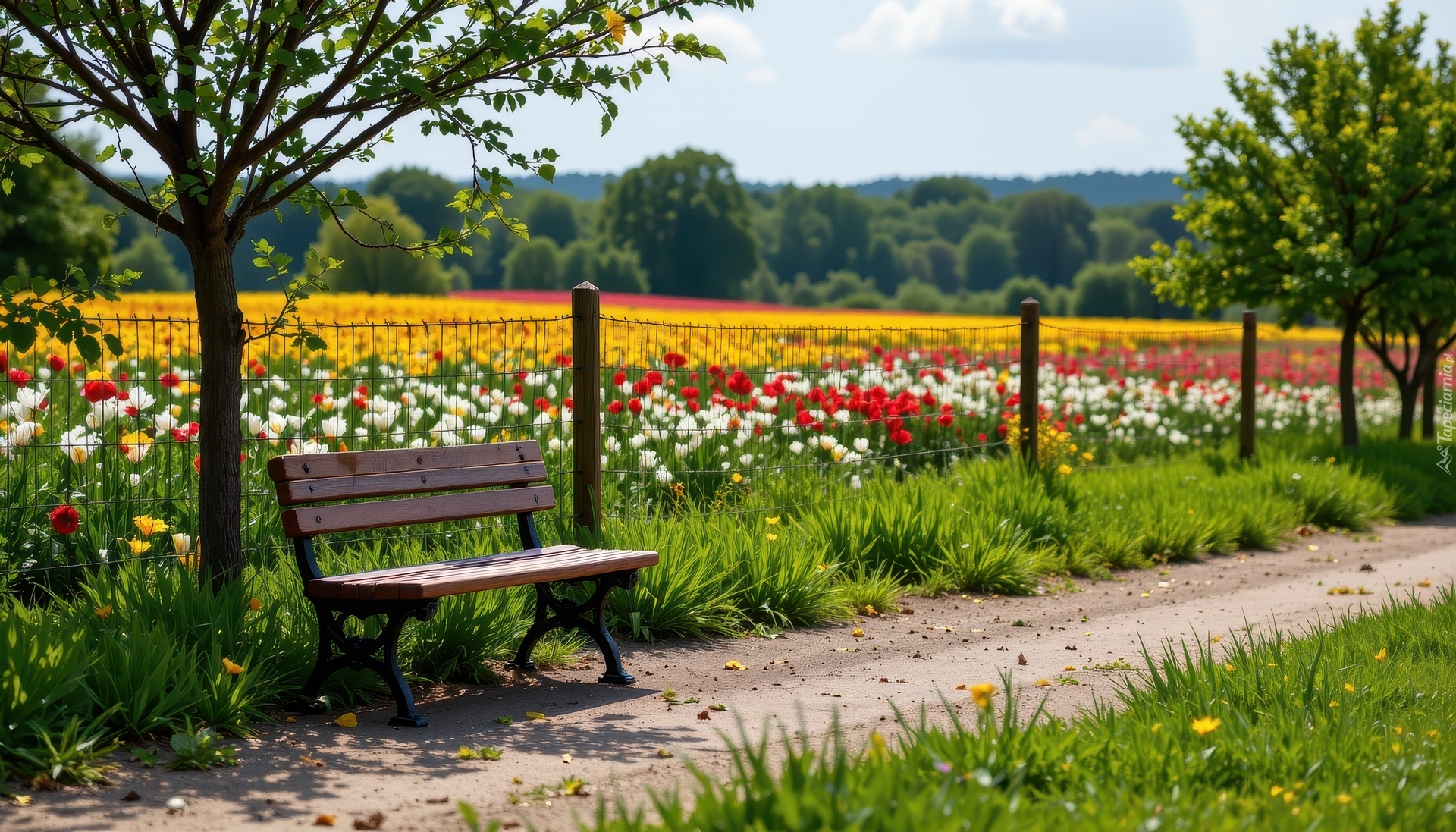 Drzewa, Ławka, Ścieżka, Ogrodzenie, Pole, Tulipany, Wiosna