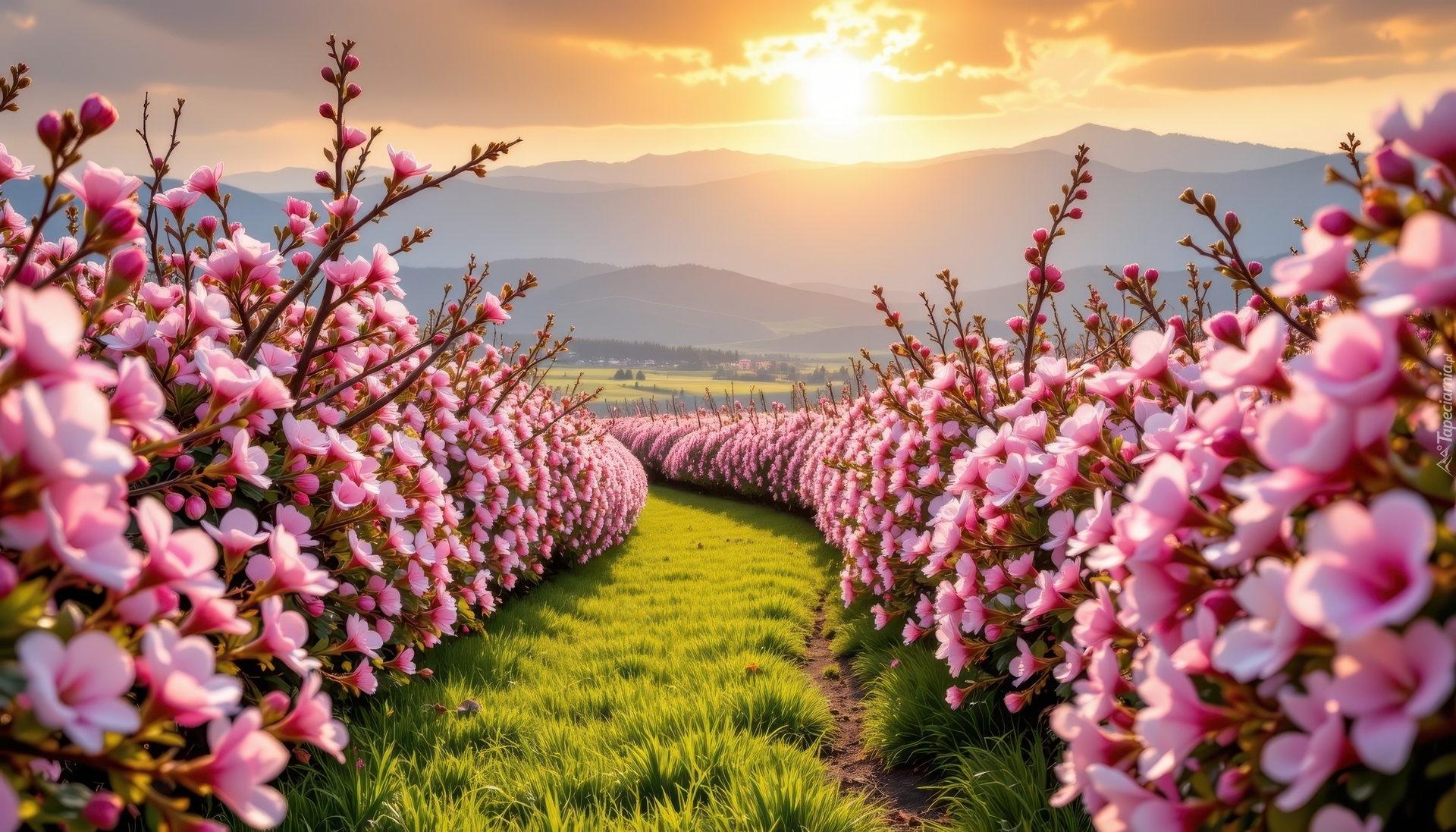 Pole, Krzewy, Różowe, Kwiaty, Ścieżka, Góry, Niebo, Słoneczny blask