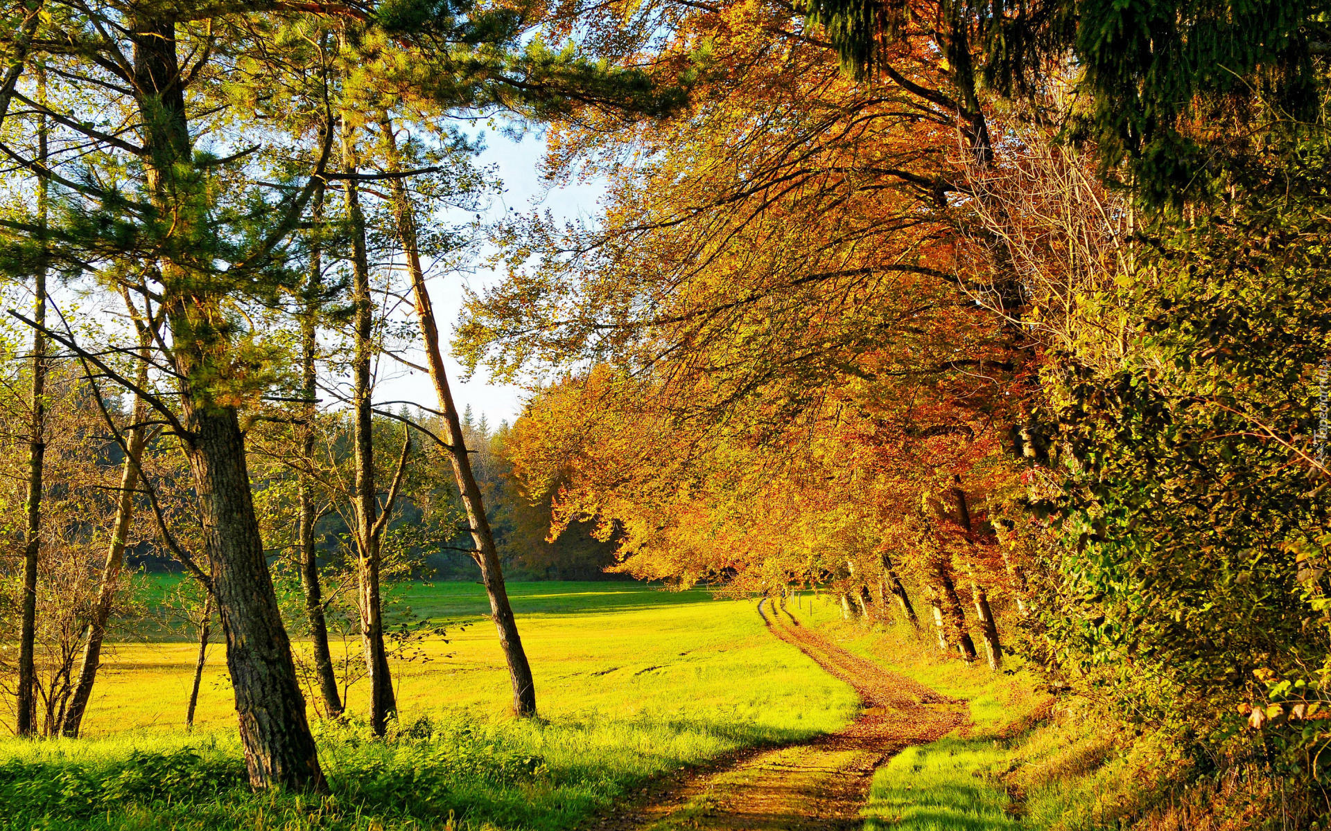 Jesień, Las, Drzewa, Trawa, Ścieżka, Słoneczny, Dzień