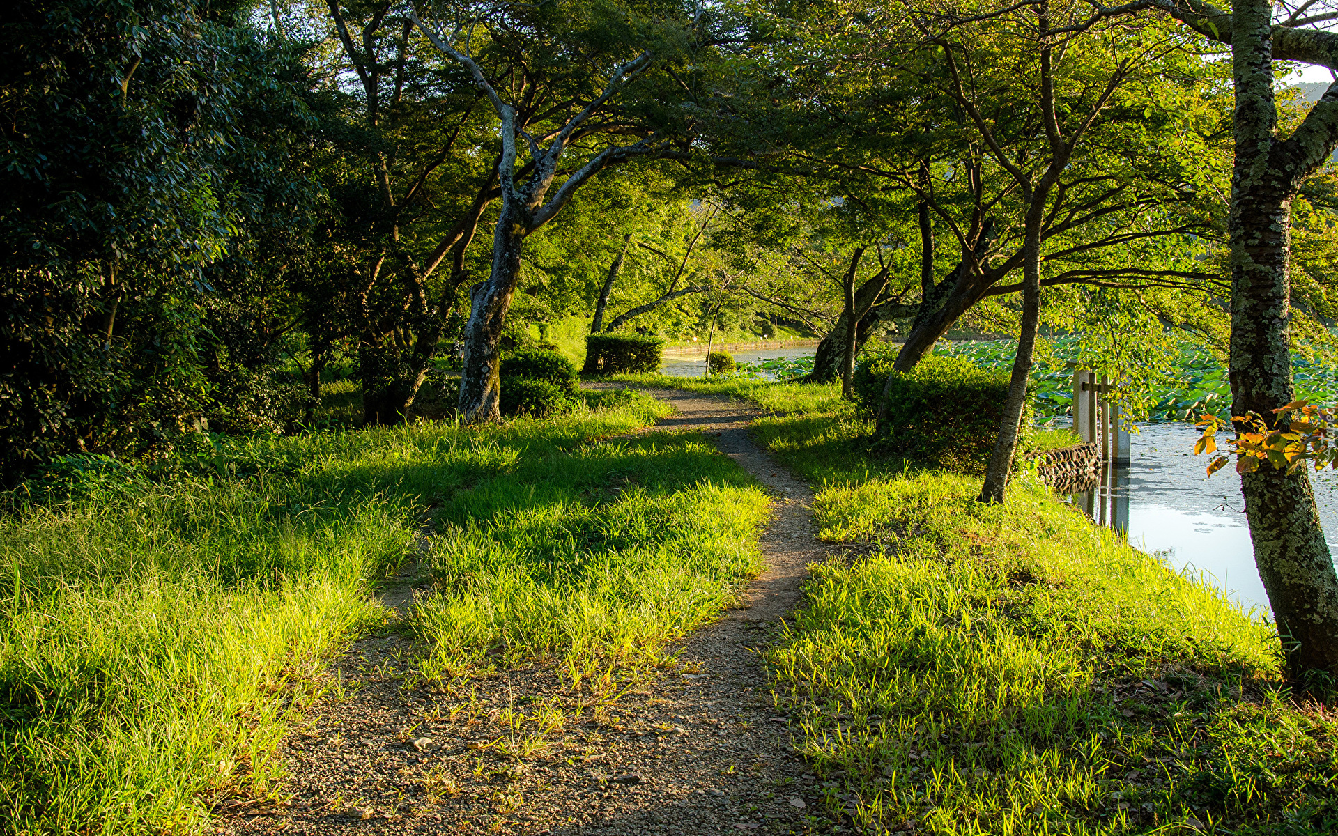 Park, Drzewa, Ścieżka, Trawa, Staw