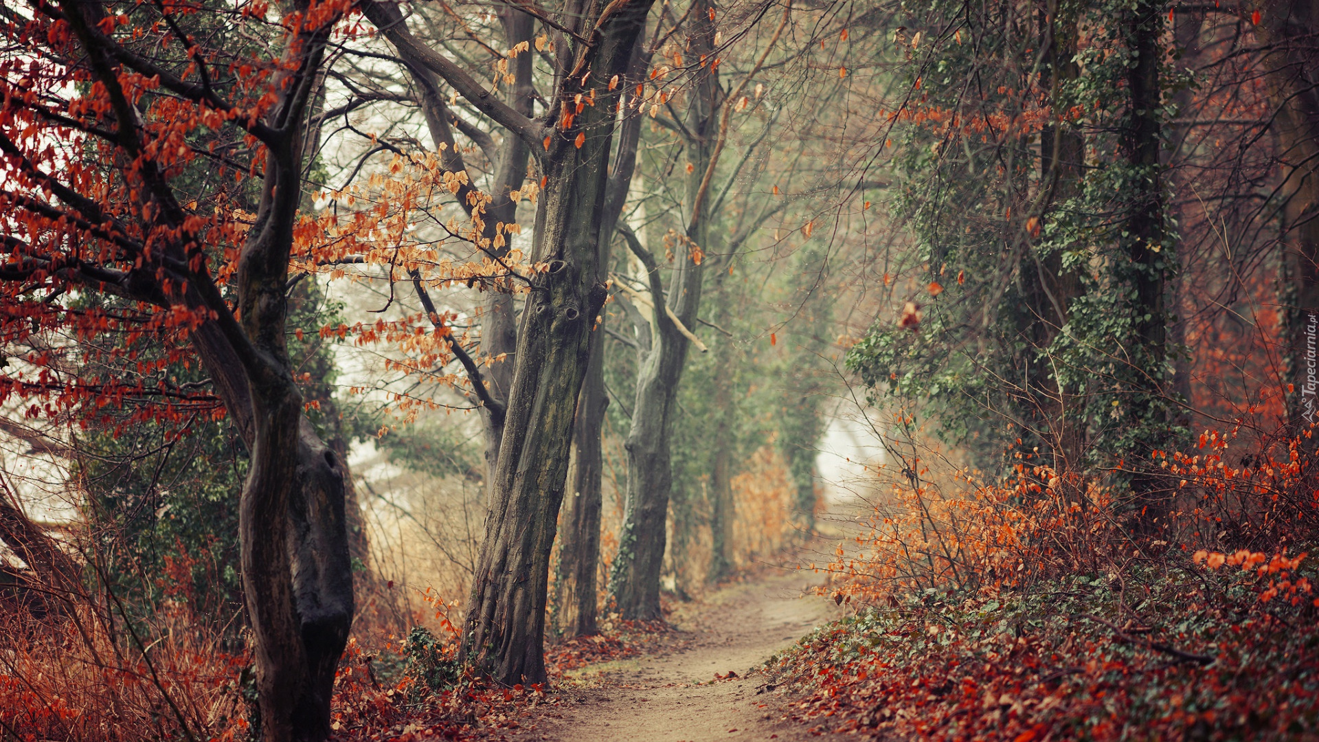 Jesień, Las, Drzewa, Krzewy, Ścieżka