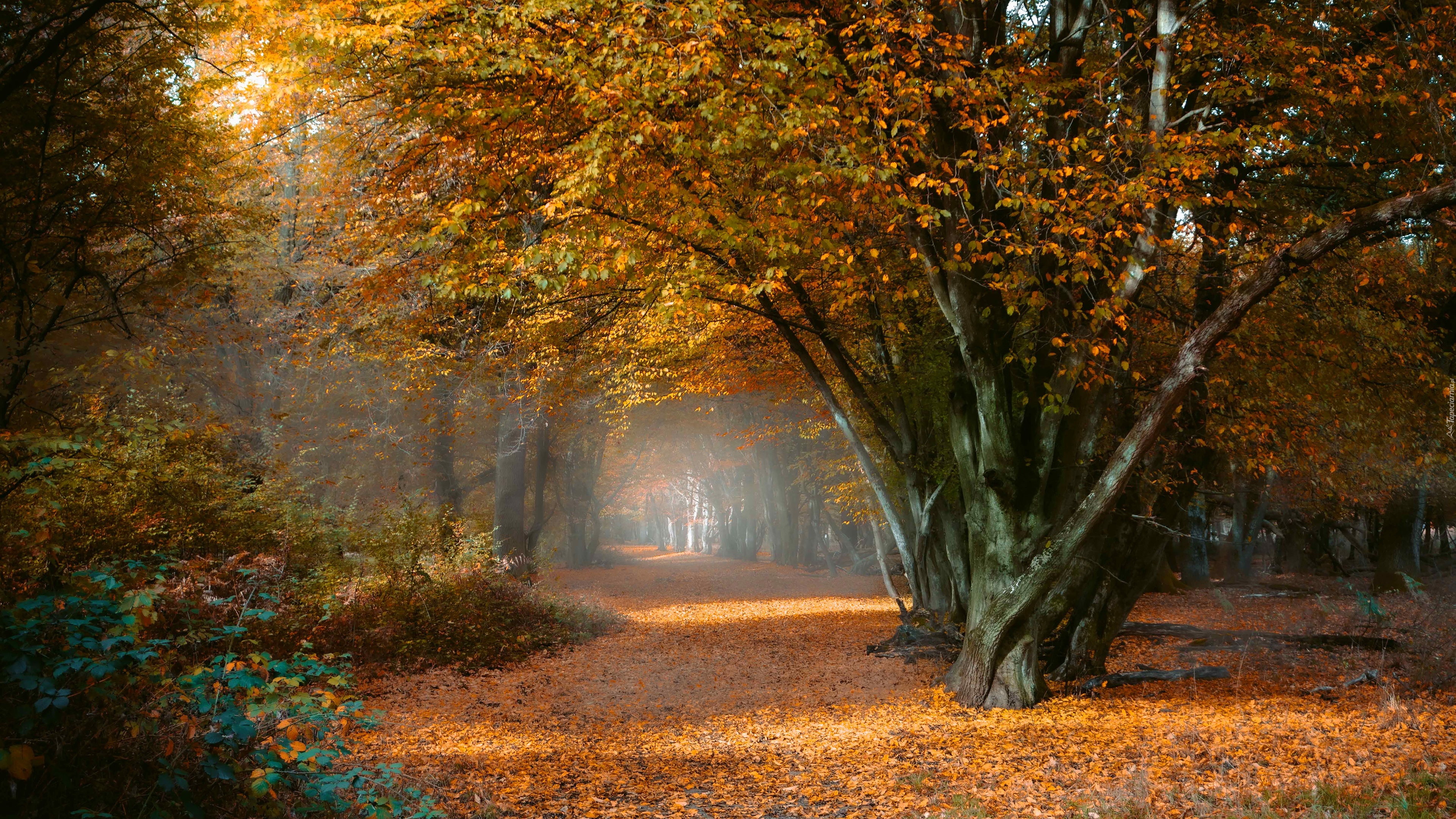 Park, Drzewa, Ścieżka, Liście, Jesień