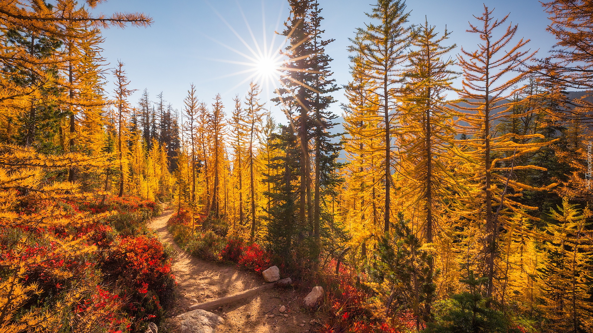 Jesień, Drzewa, Ścieżka, Kolorowe, Rośliny, Las, Park Narodowy Północnych Gór Kaskadowych, Stan Waszyngton, Stany Zjednoczone