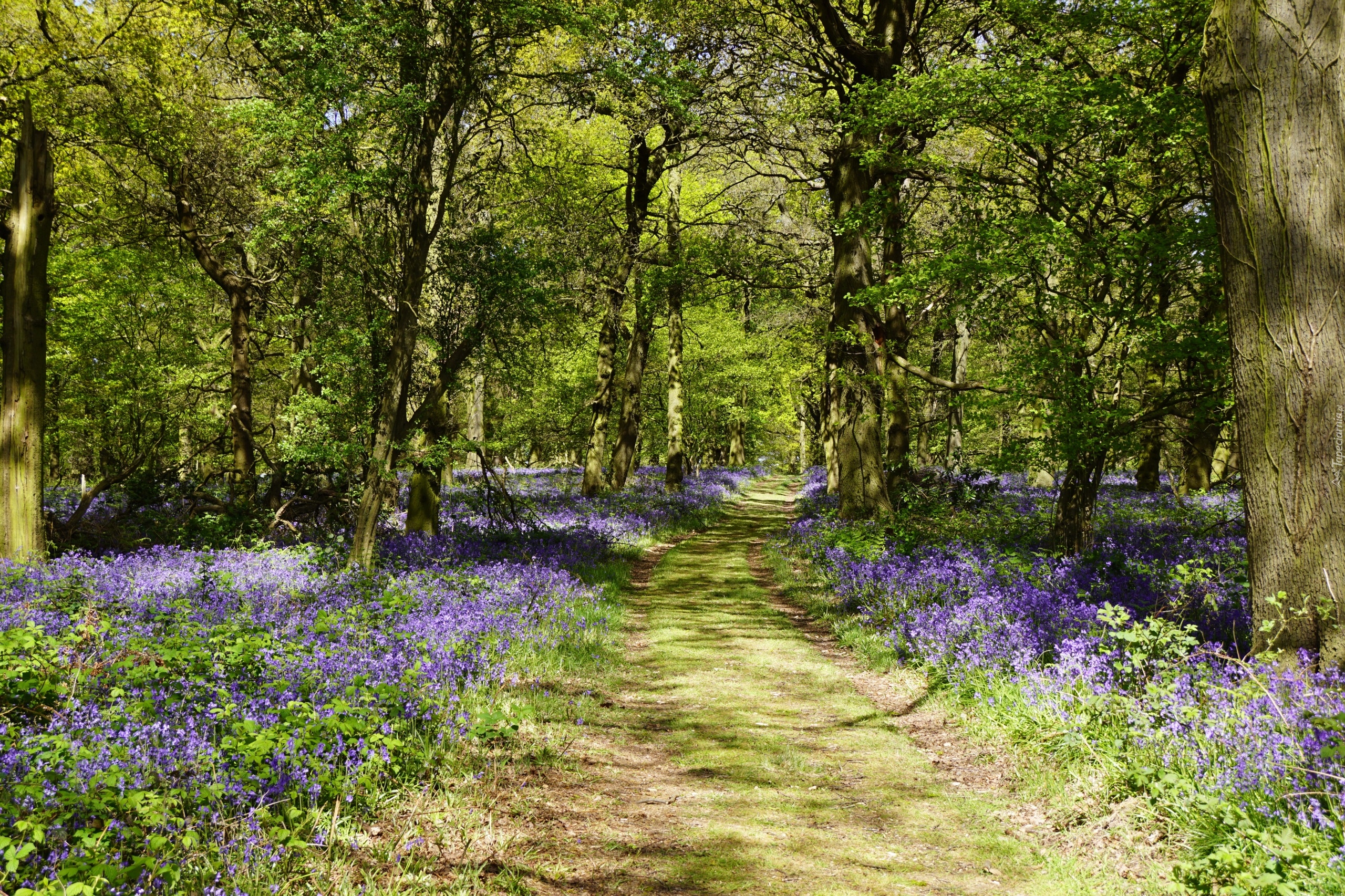 Wielka Brytania, Anglia, Shipley Country Park, Ścieżka, Drzewa, Kwiaty, Dzwonki