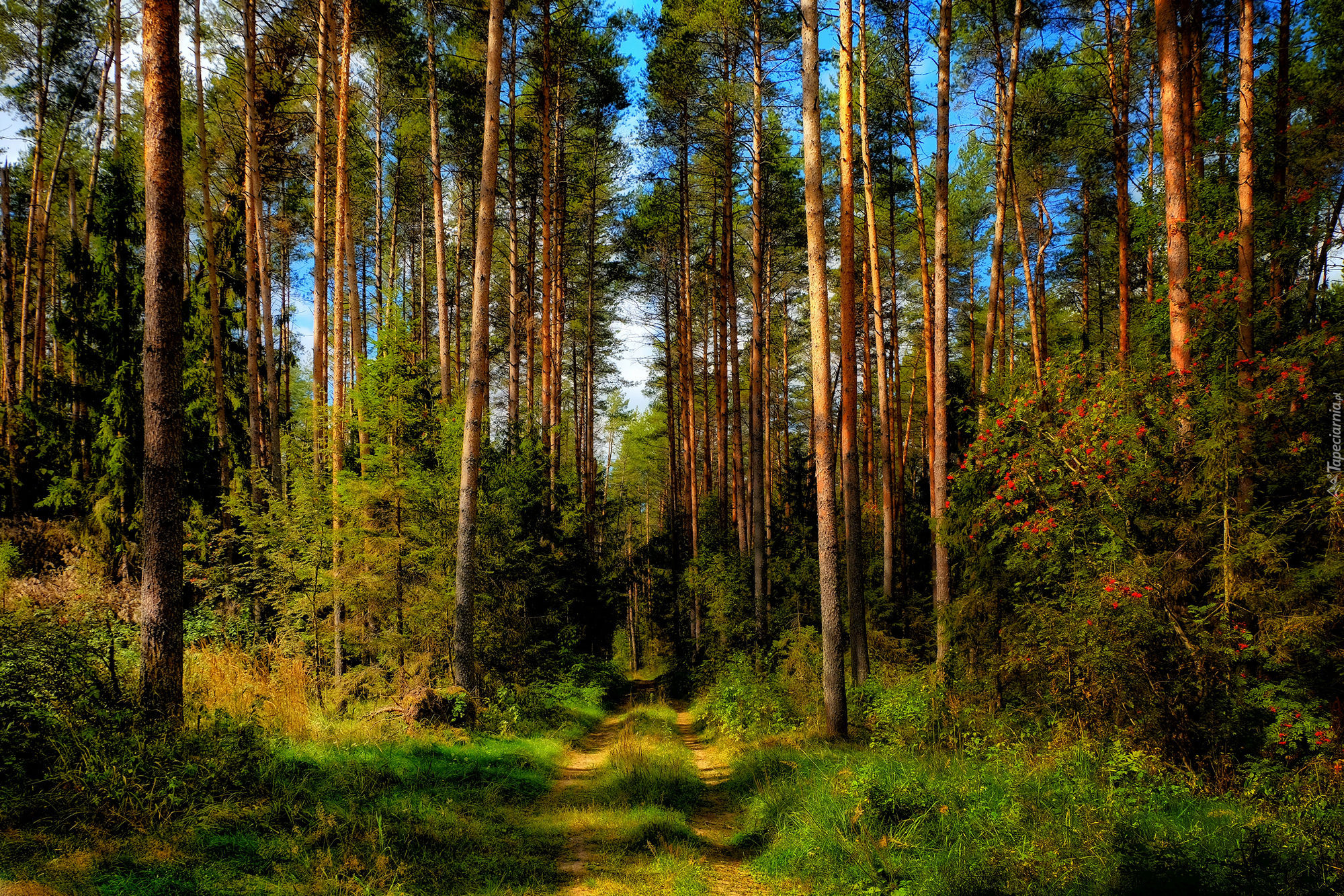 Las, Wysokie, Drzewa, Ścieżka, Krzewy, Trawa