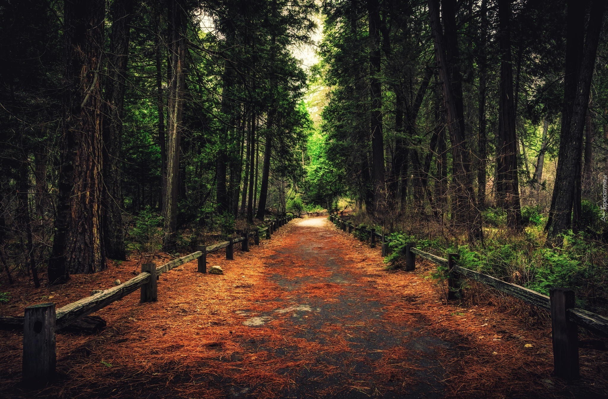 Stany Zjednoczone, Stan Kalifornia, Park Narodowy Yosemite, Droga, Las, Drzewa, Ogrodzenie