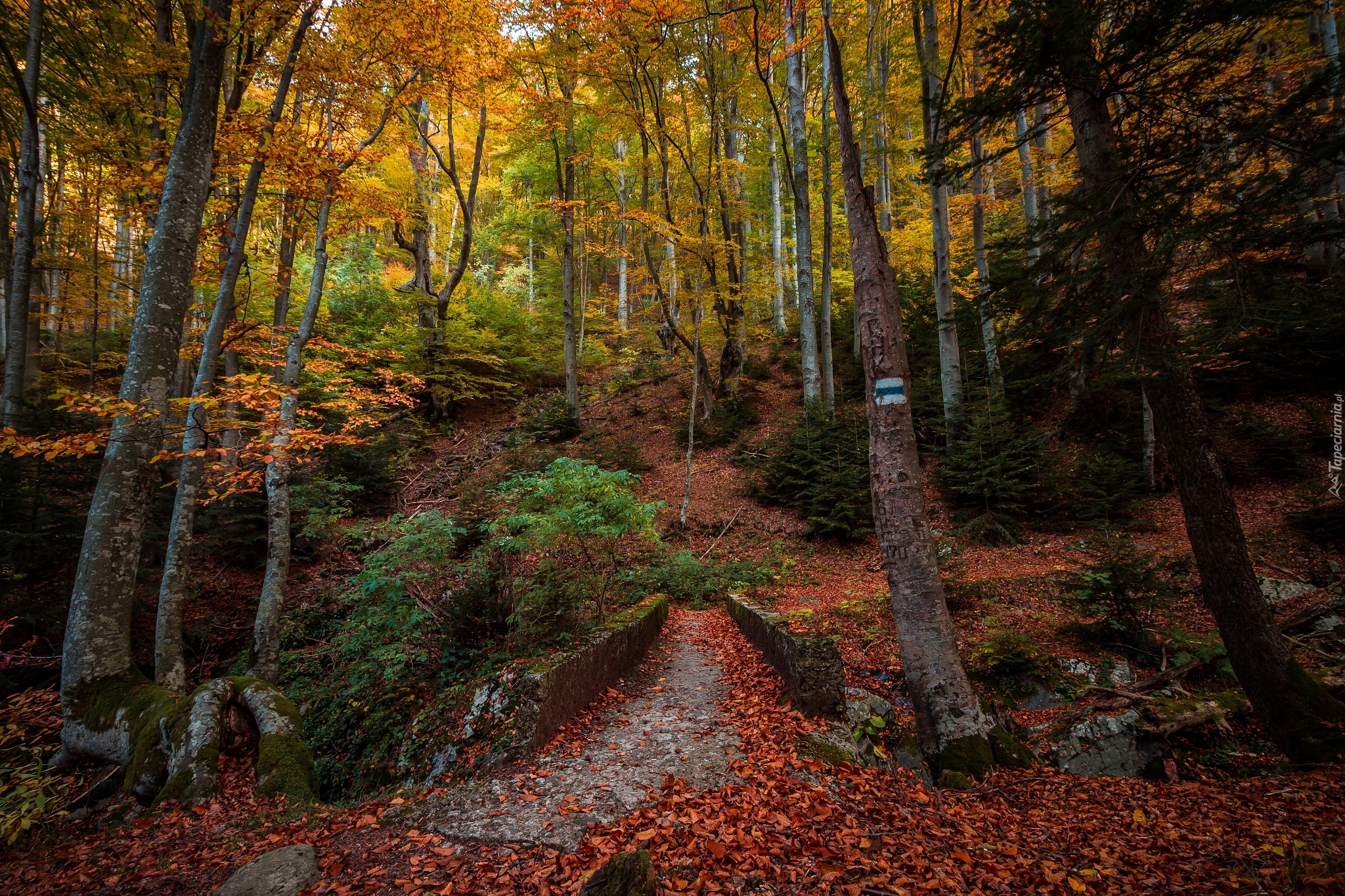 Las, Drzewa, Ścieżka, Szlak, Mostek, Jesień