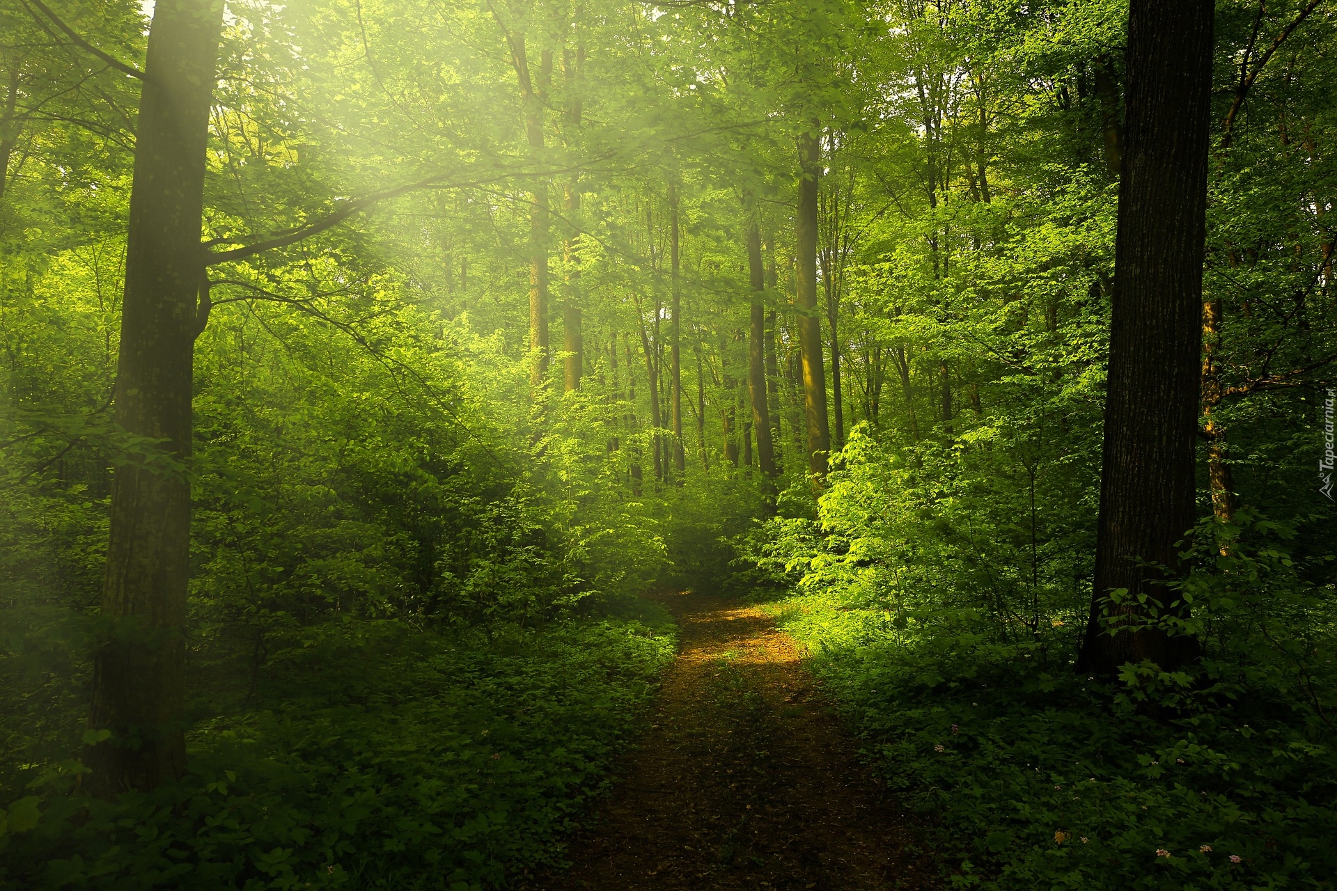 Las, Zielone, Drzewa, Ścieżka, Mgła, Przebijające światło