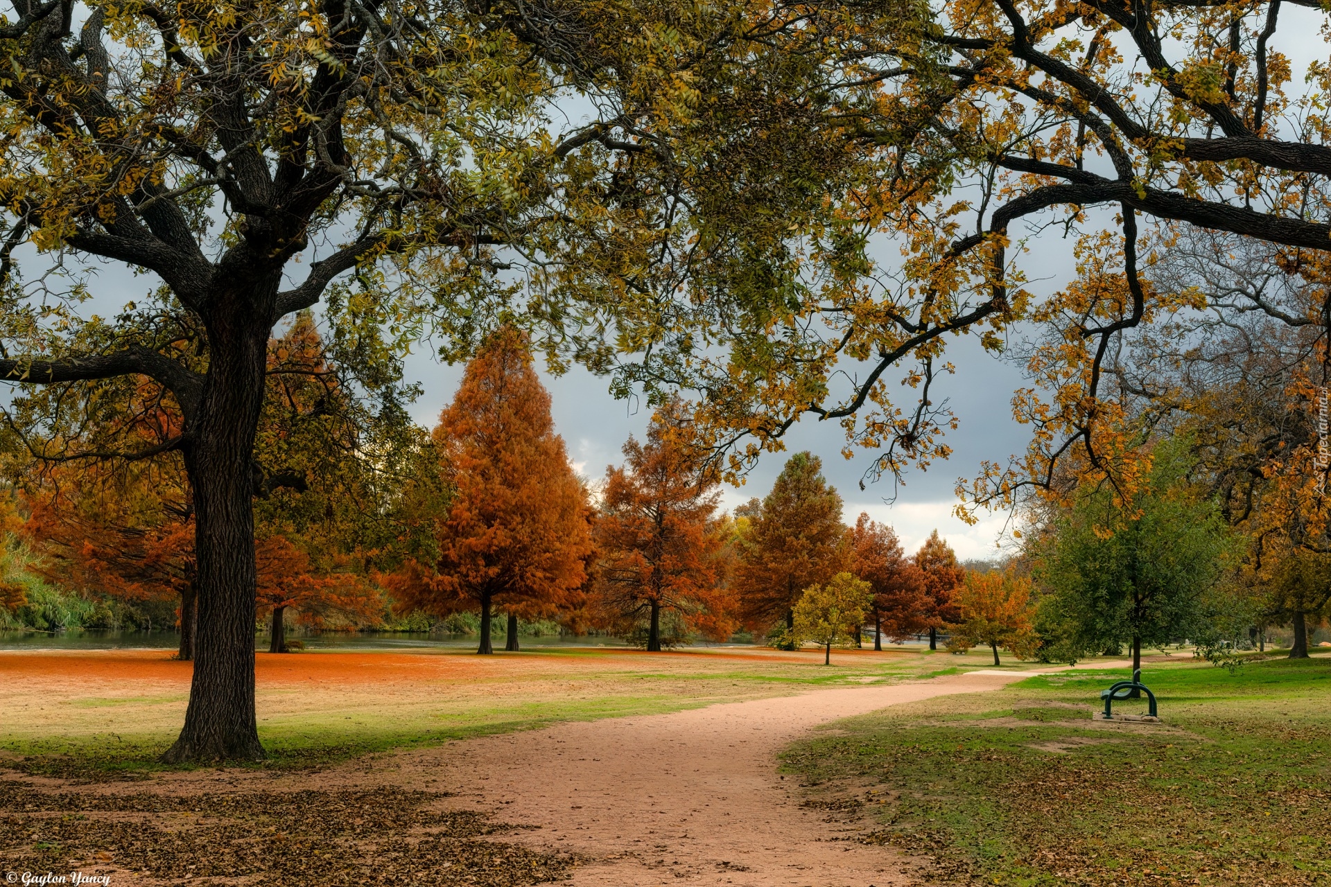 Jesień, Drzewa, Park, Ścieżka, Ławka