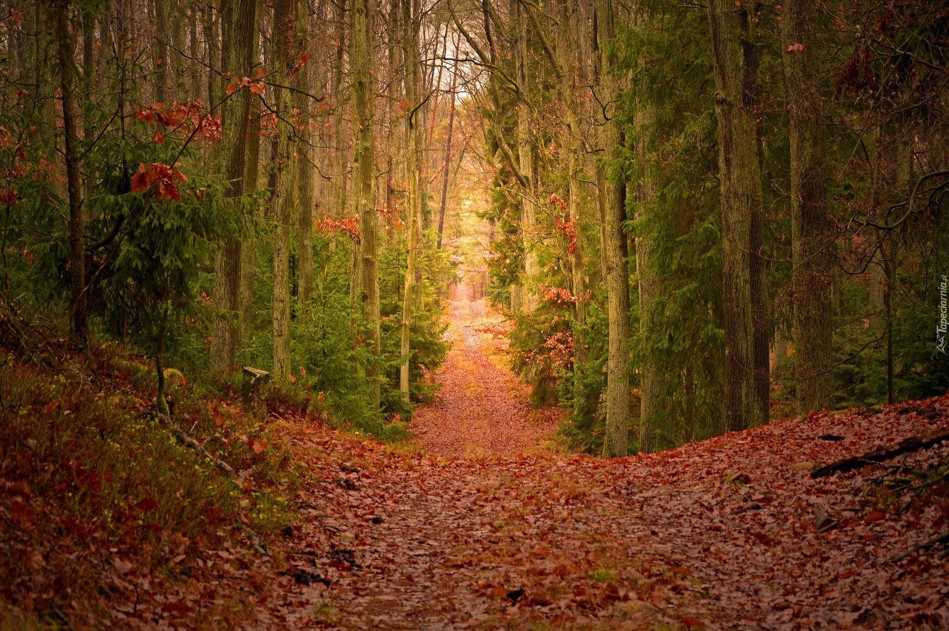 Jesień, Las, Opadłe, Liście, Ścieżka, Drzewa