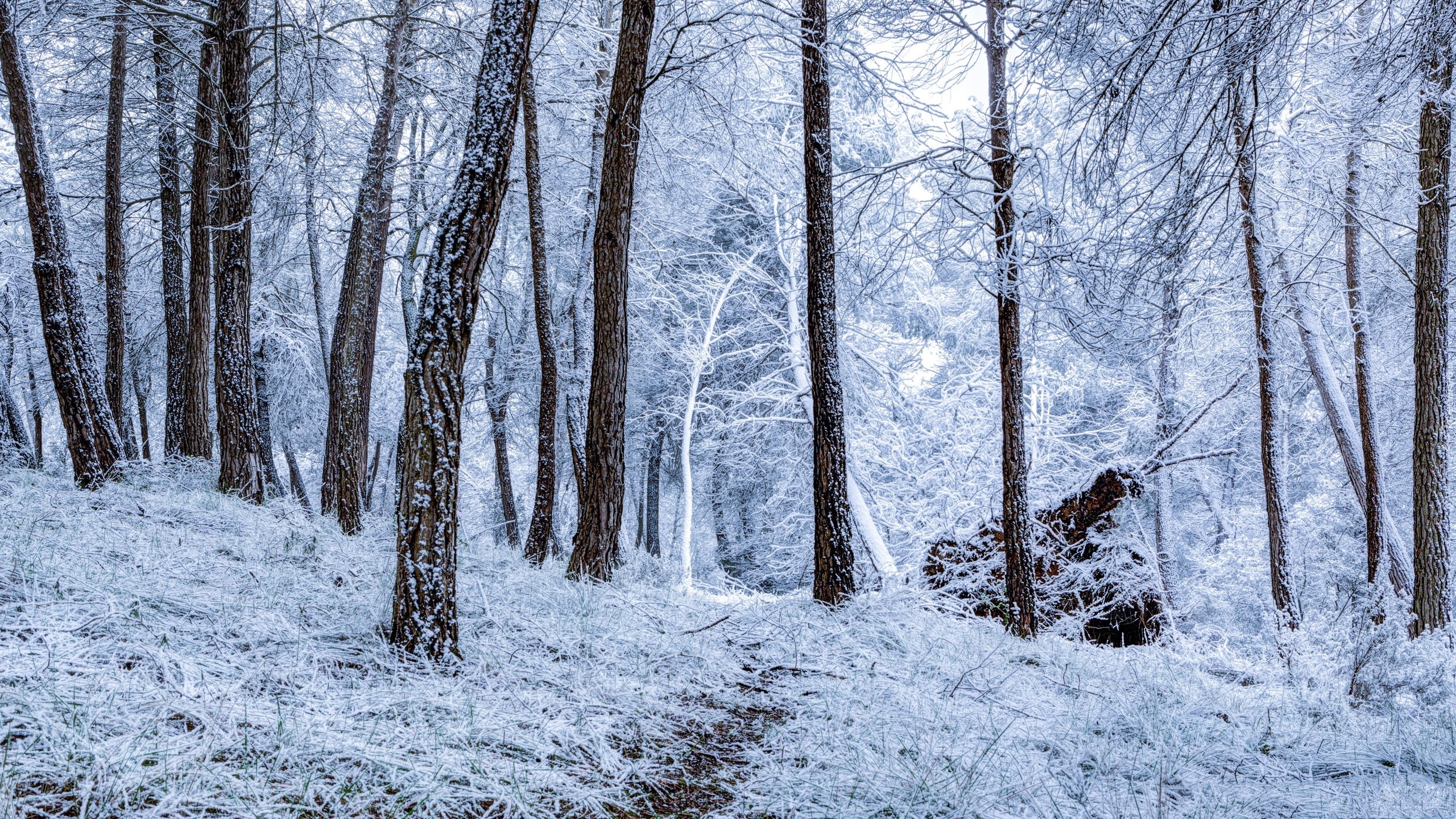 Zima, Las, Śnieg, Szron, Drzewa, Ścieżka