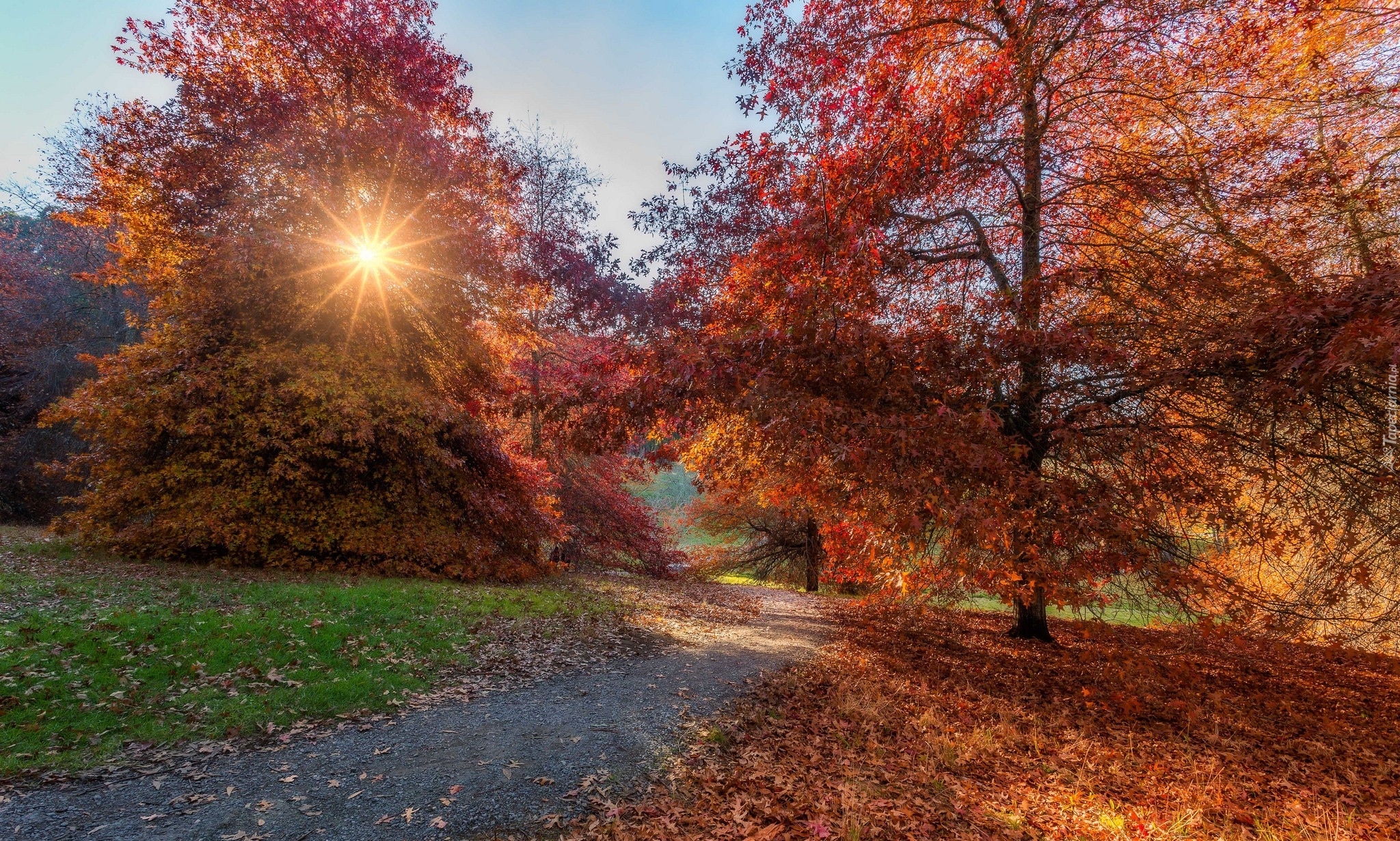 Park, Jesień, Drzewa, Promienie słońca, Ścieżka, Liście