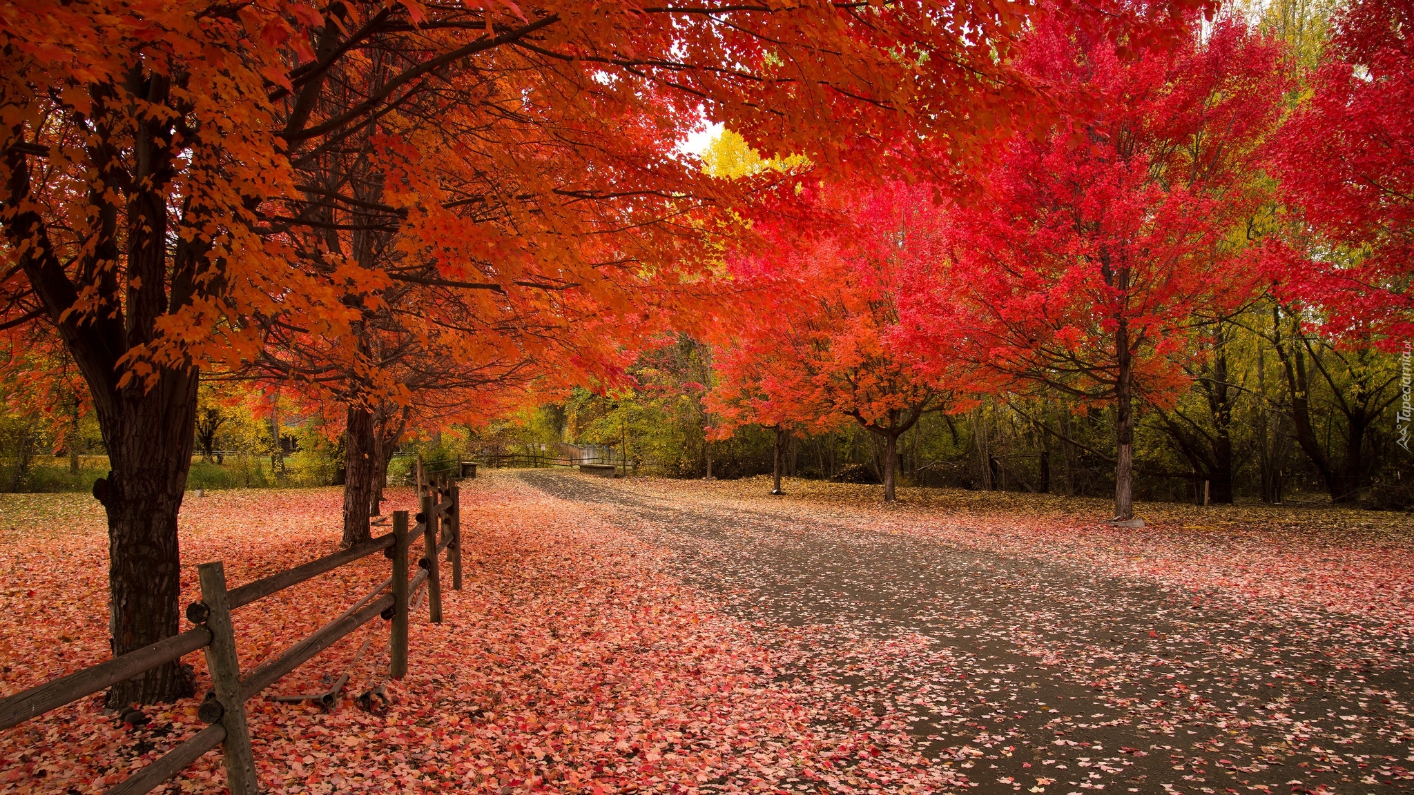 Park, Drzewa, Jesień, Czerwone, Liście, Ścieżka, Ogrodzenie