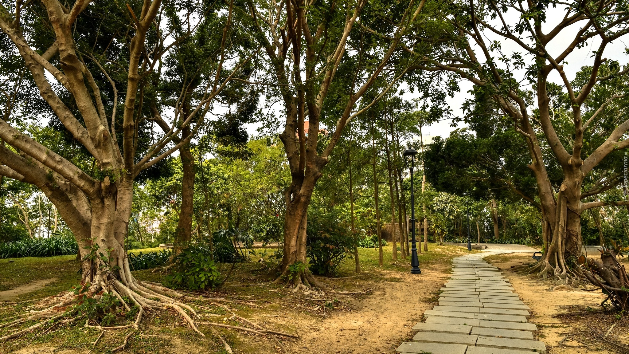 Park, Rozłożyste, Drzewa, Ścieżka