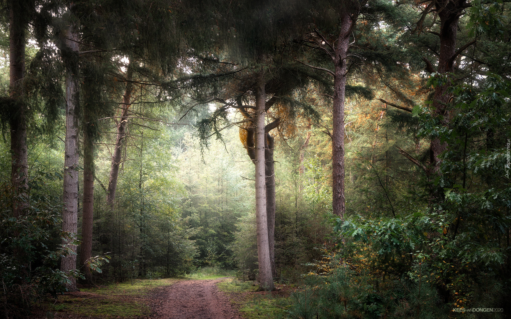 Las, Drzewa, Droga, Ścieżka